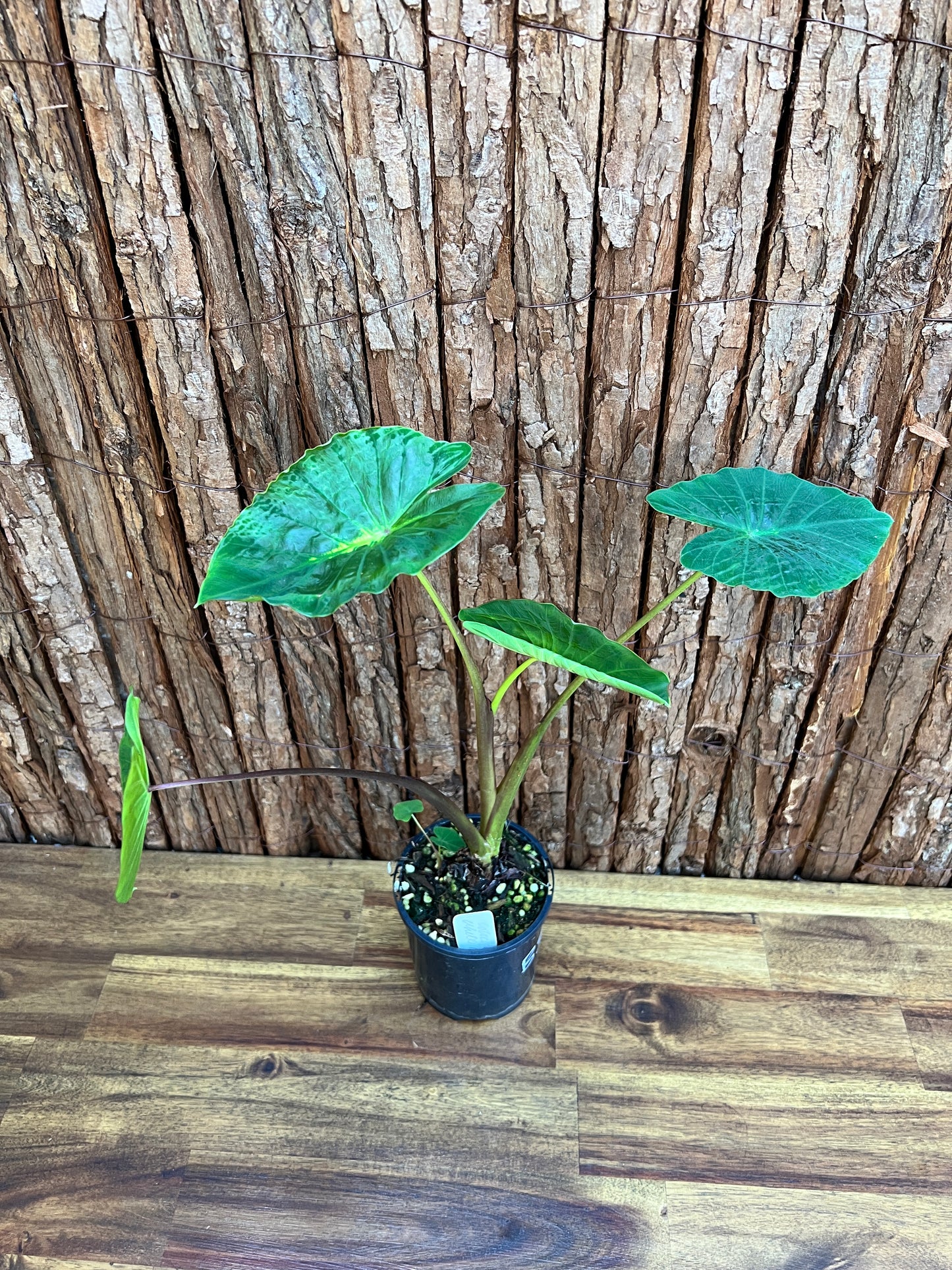 Colocasia White Lava B308