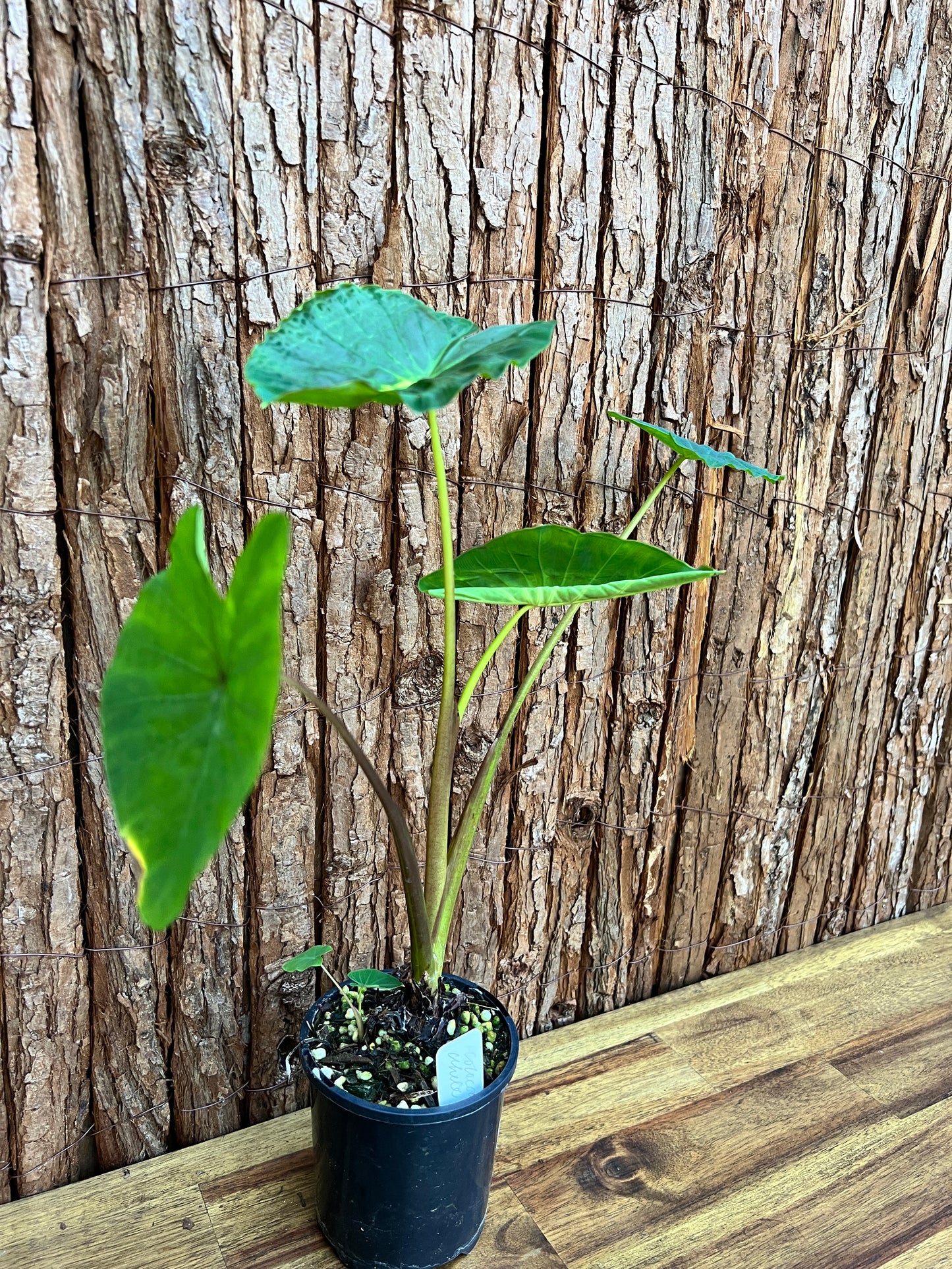 Colocasia White Lava B308