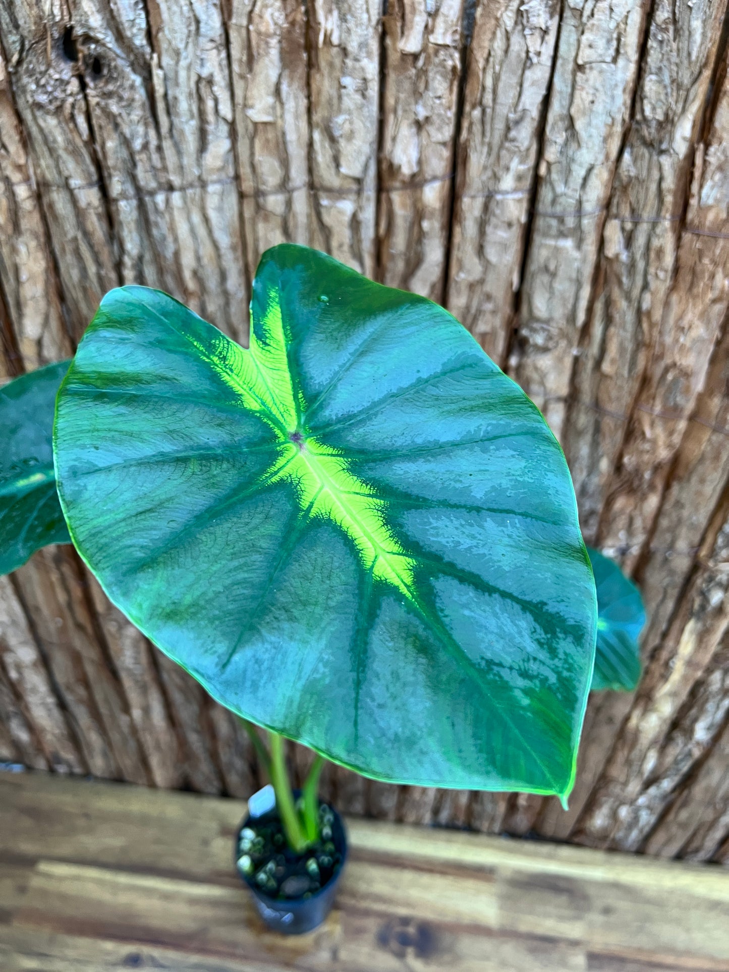 Colocasia Light Pillar B307 (LARGE)