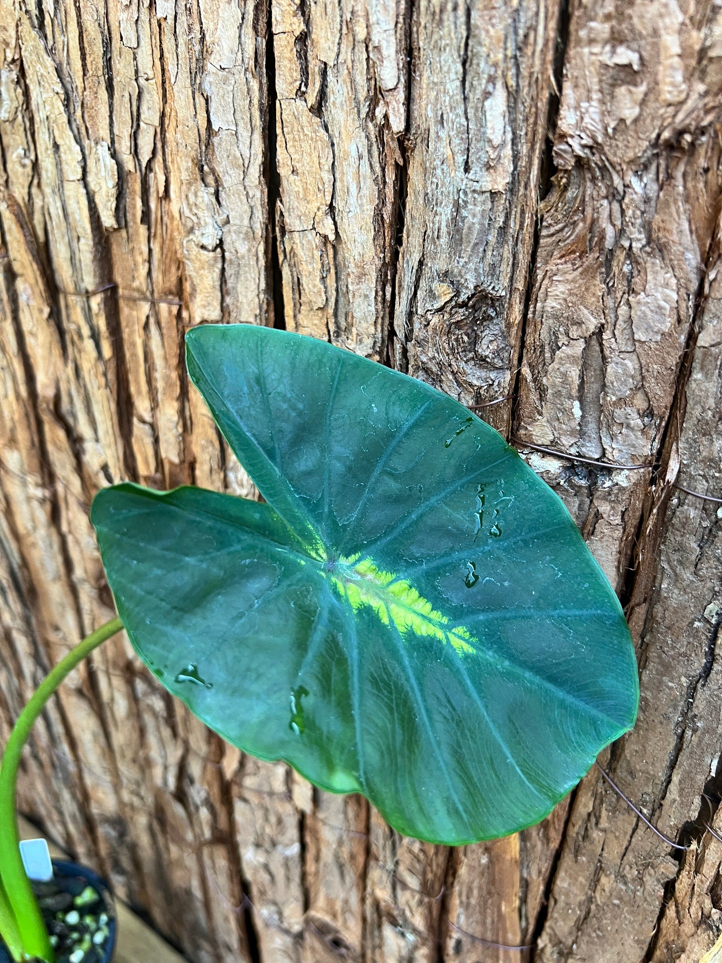 Colocasia Light Pillar B307 (LARGE)