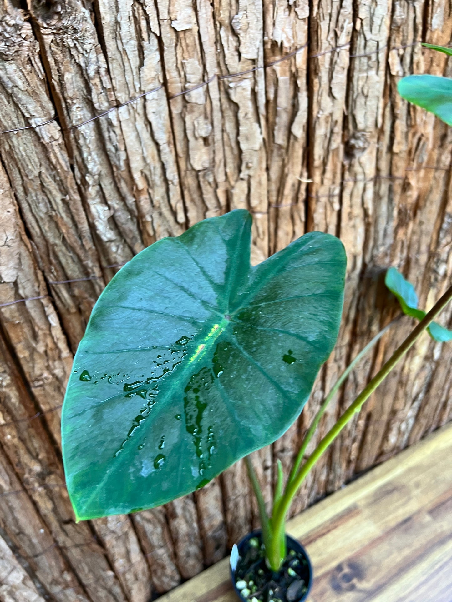 Colocasia Light Pillar B307 (LARGE)