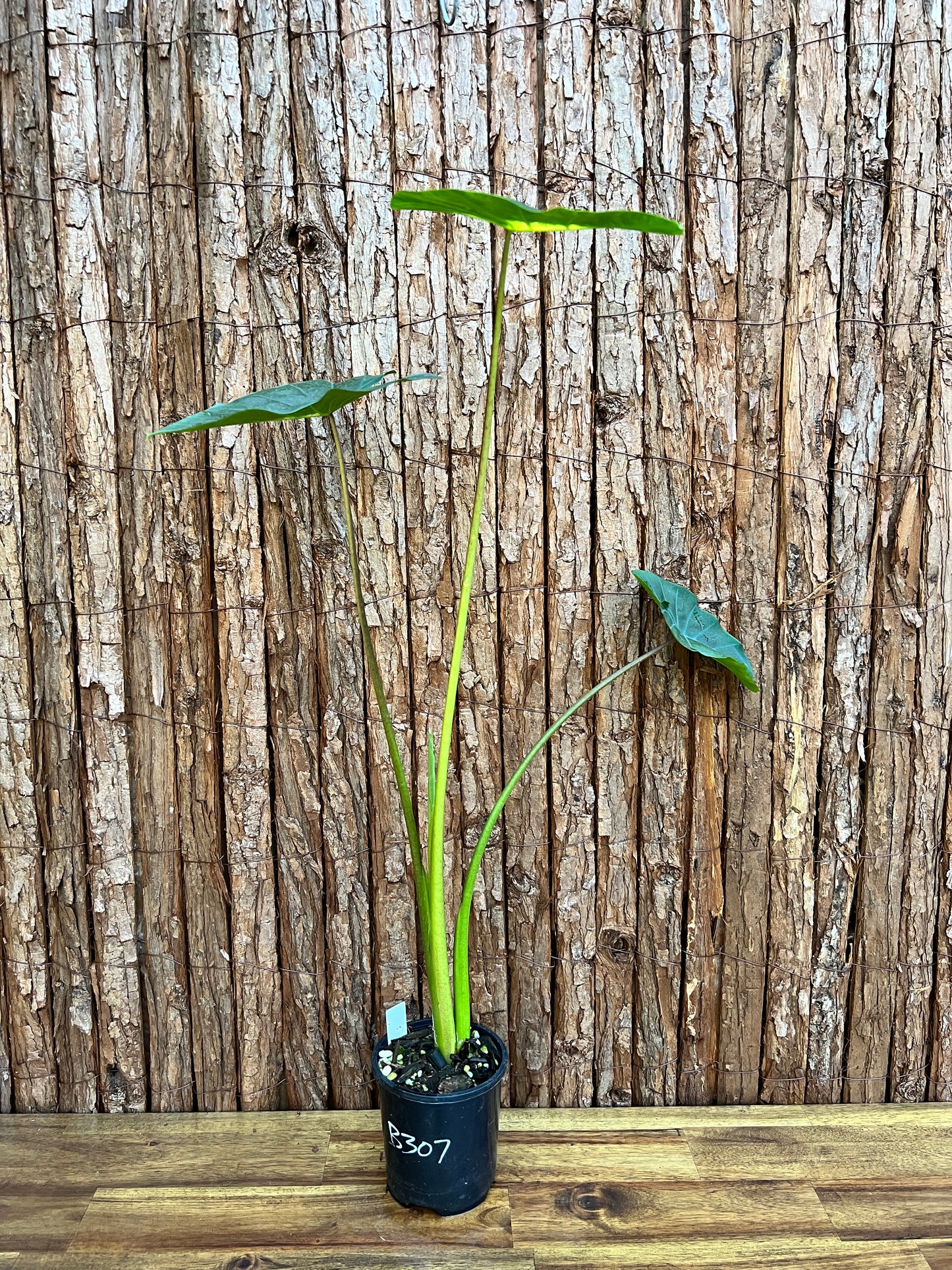 Colocasia Light Pillar B307 (LARGE)