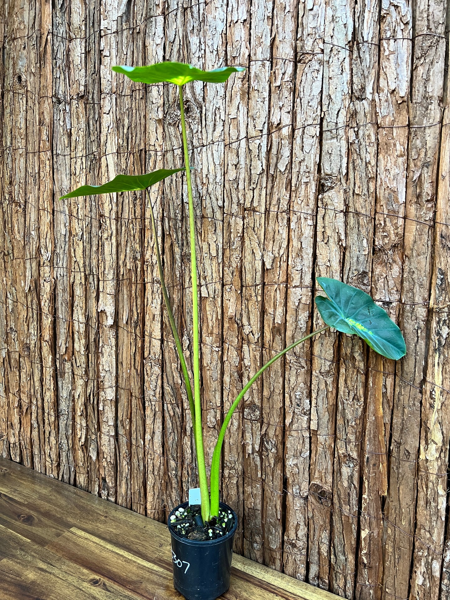 Colocasia Light Pillar B307 (LARGE)