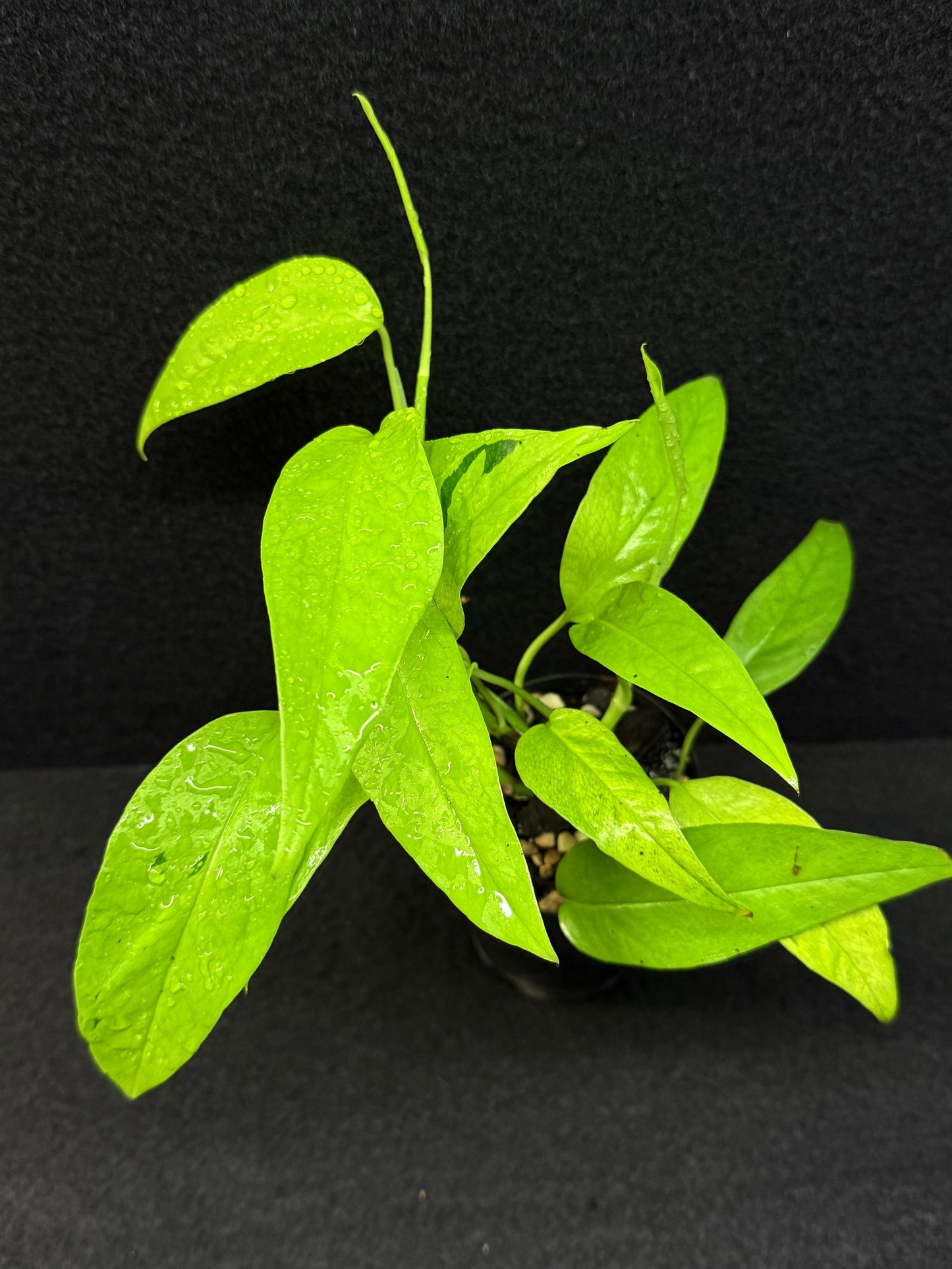 Epipremnum pinnatum 'Neon Gold' - Best Pick of the Crop!