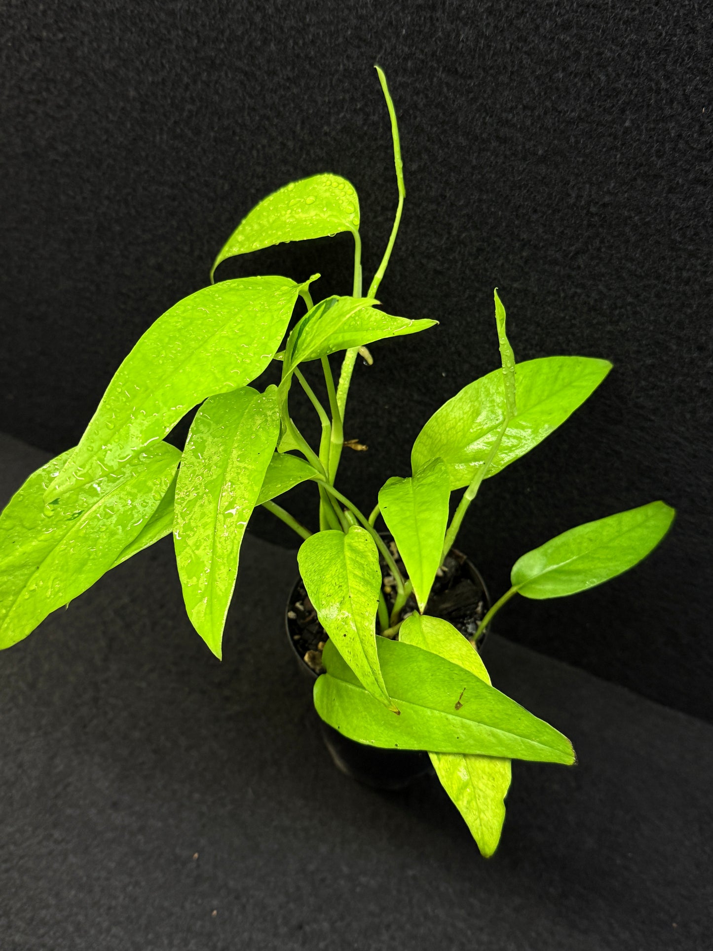 Epipremnum pinnatum 'Neon Gold' - Best Pick of the Crop!