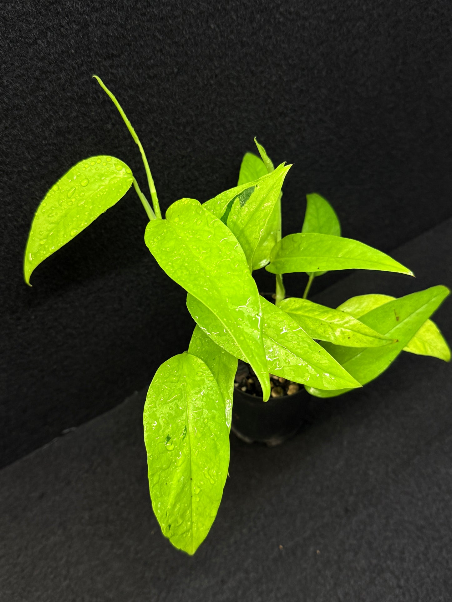 Epipremnum pinnatum 'Neon Gold' - Best Pick of the Crop!