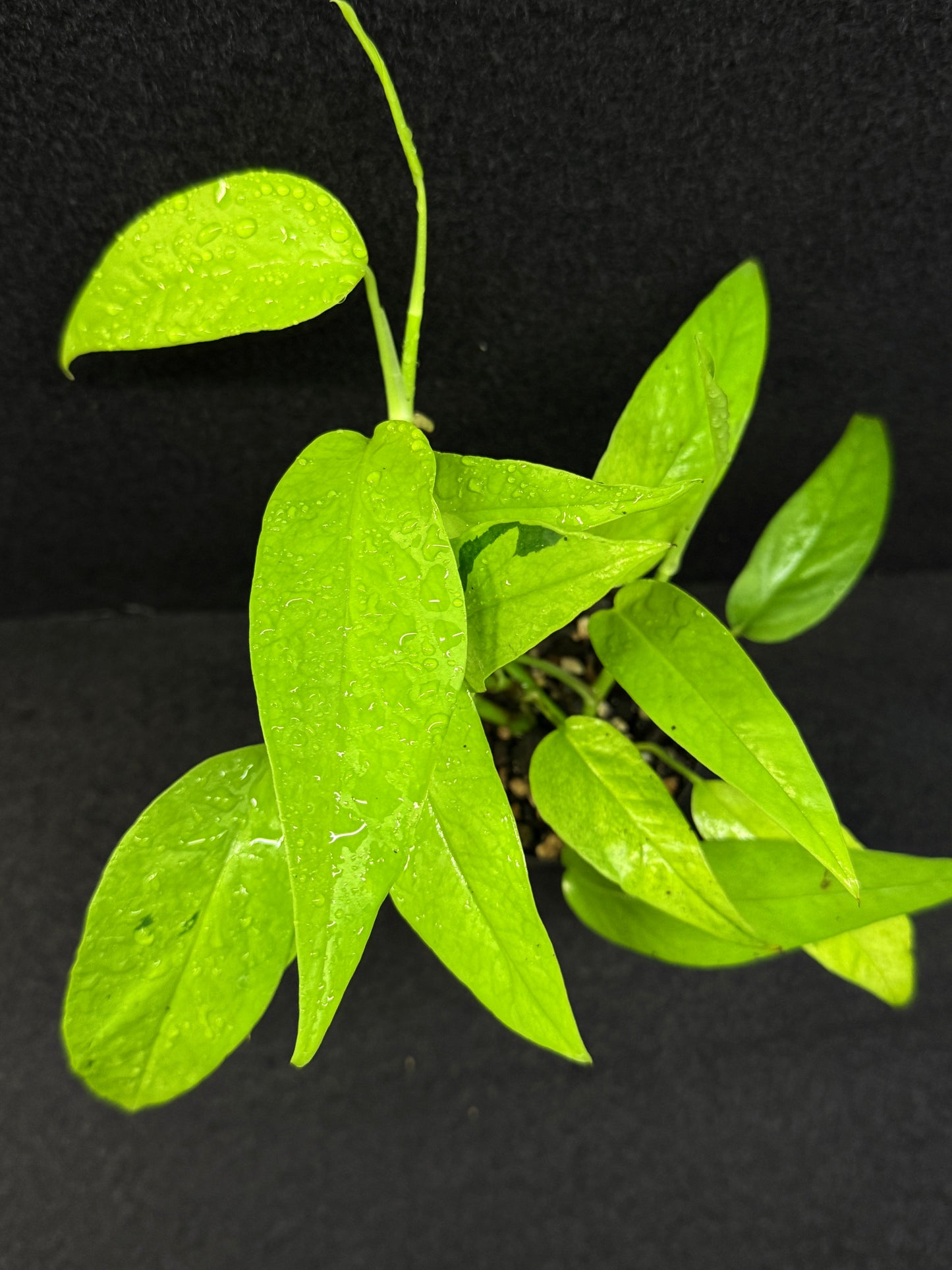 Epipremnum pinnatum 'Neon Gold' - Best Pick of the Crop!