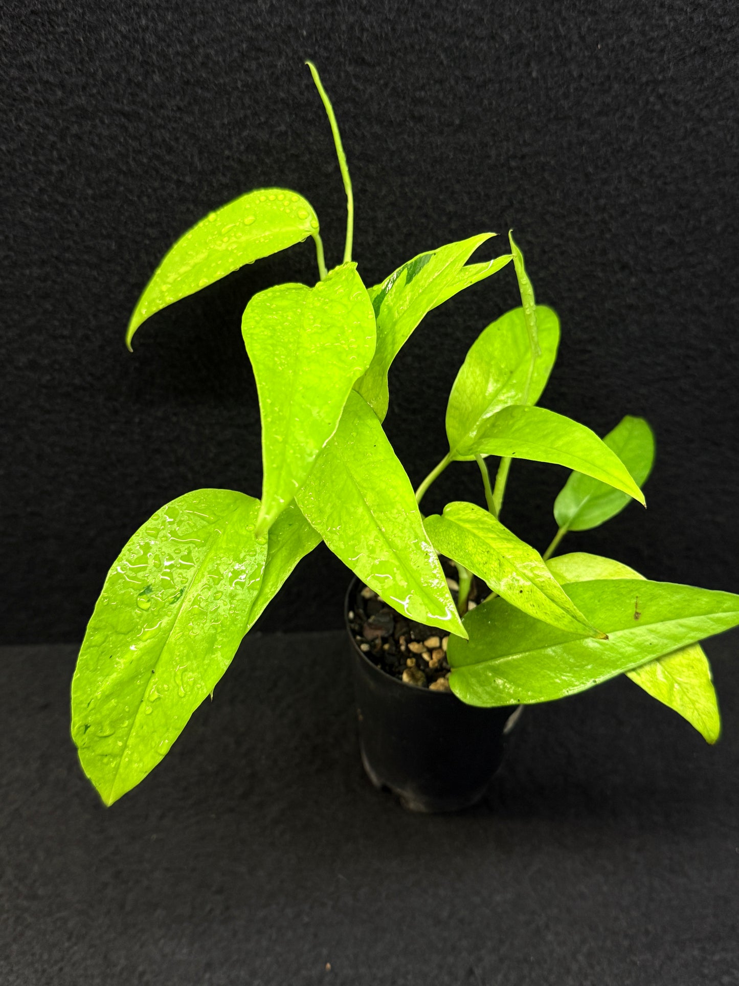 Epipremnum pinnatum 'Neon Gold' - Best Pick of the Crop!