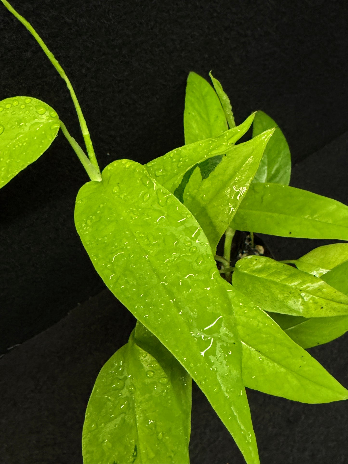 Epipremnum pinnatum 'Neon Gold' - Best Pick of the Crop!