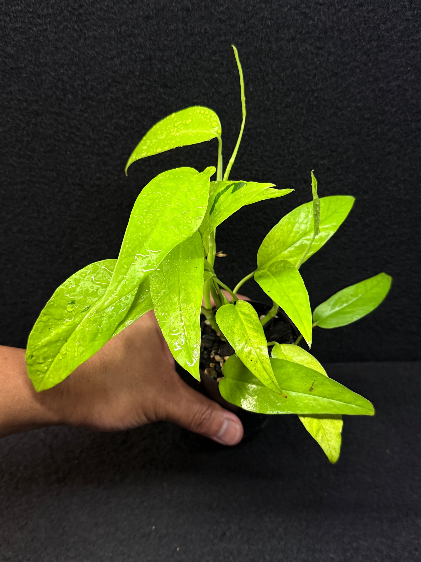 Epipremnum pinnatum 'Neon Gold' - Best Pick of the Crop!