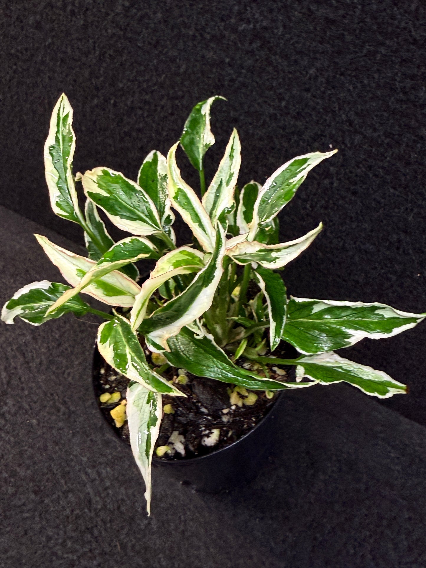 Syngonium 'Ngern Lai Ma' - Best Pick of the Crop!