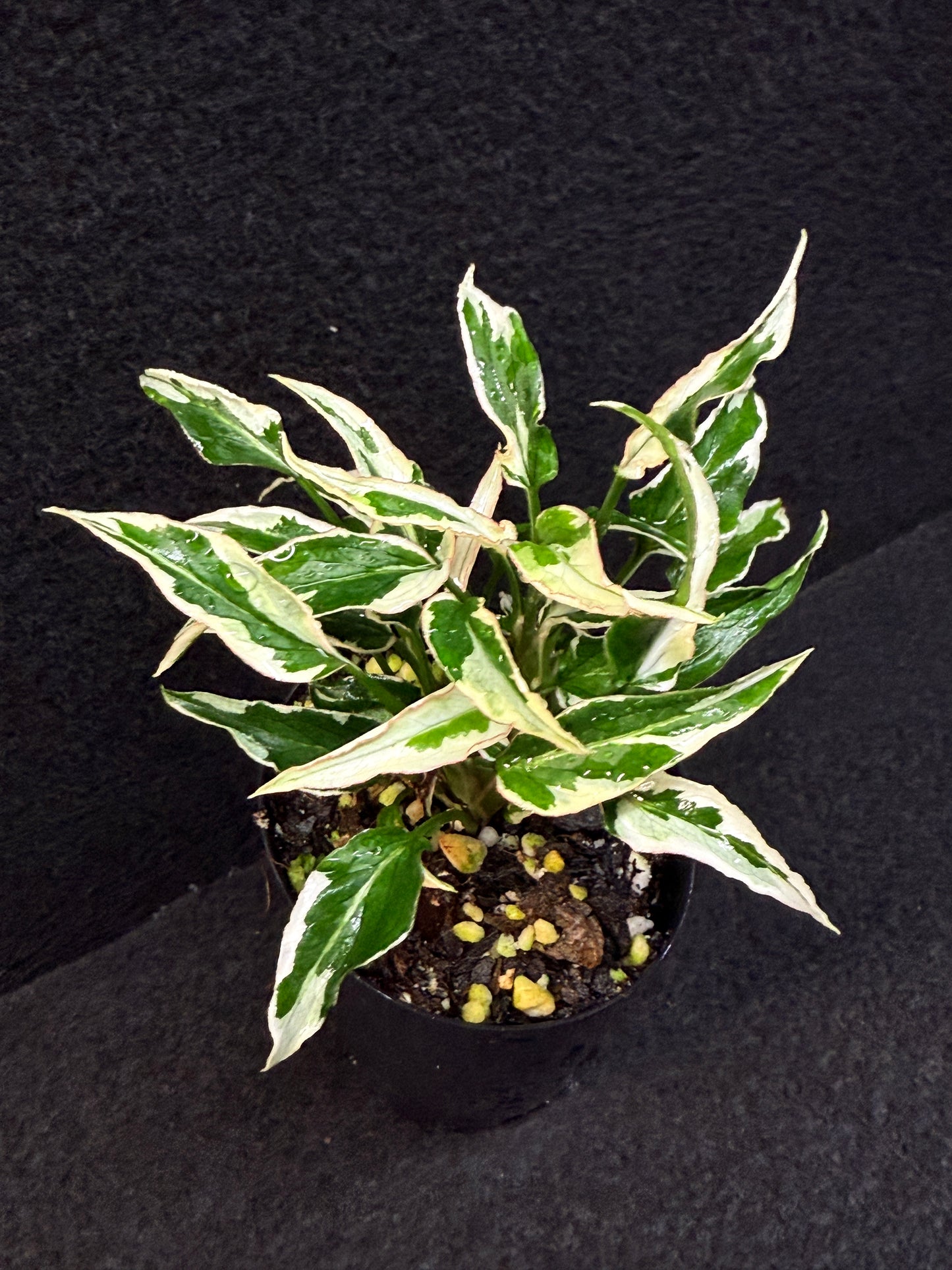 Syngonium 'Ngern Lai Ma' - Best Pick of the Crop!