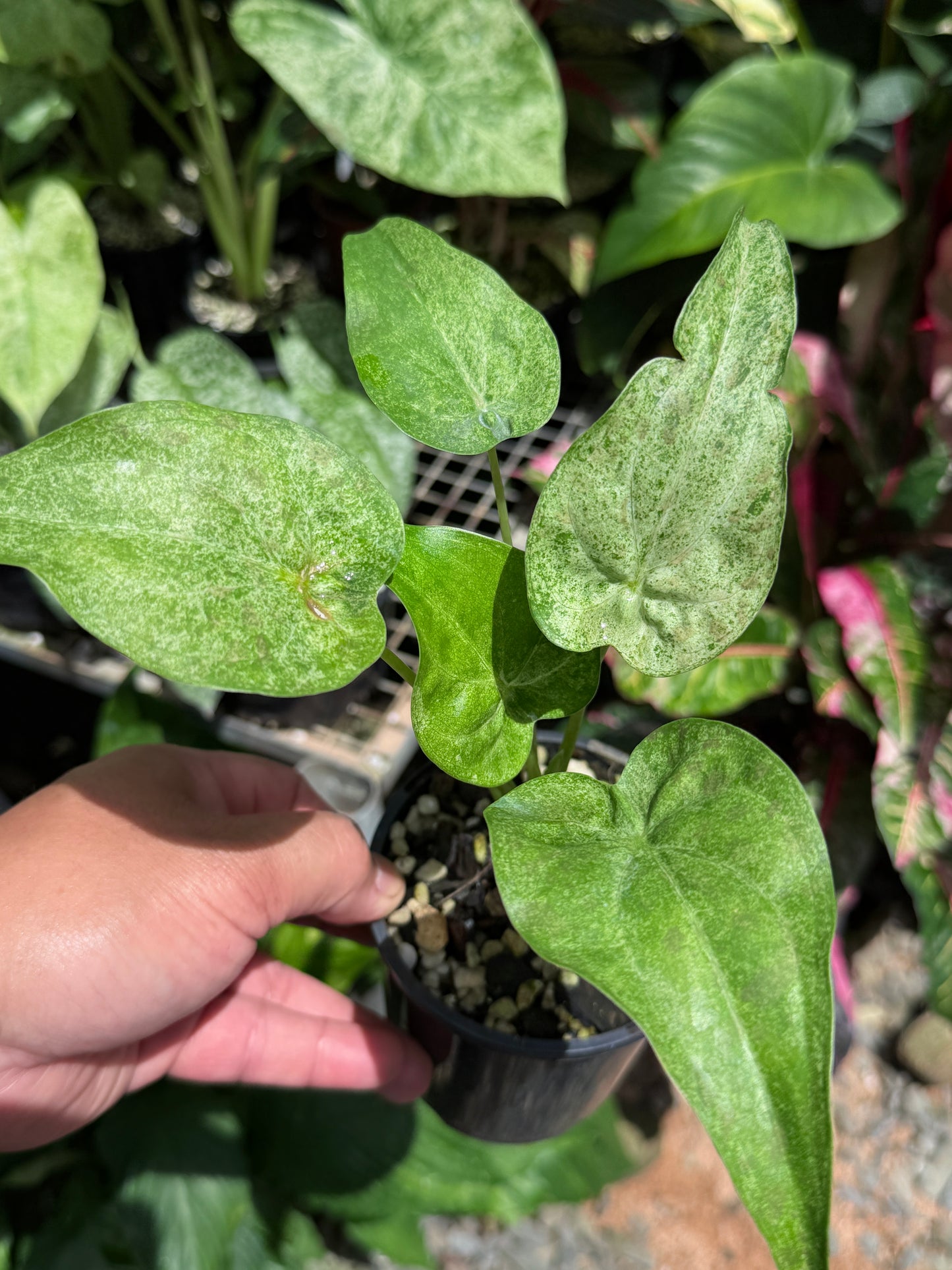 Alocasia Cucullata Mint Variegated (New Release) W14