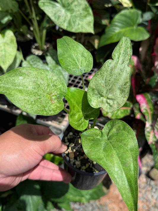 Alocasia Cucullata Mint Variegated (New Release) W14