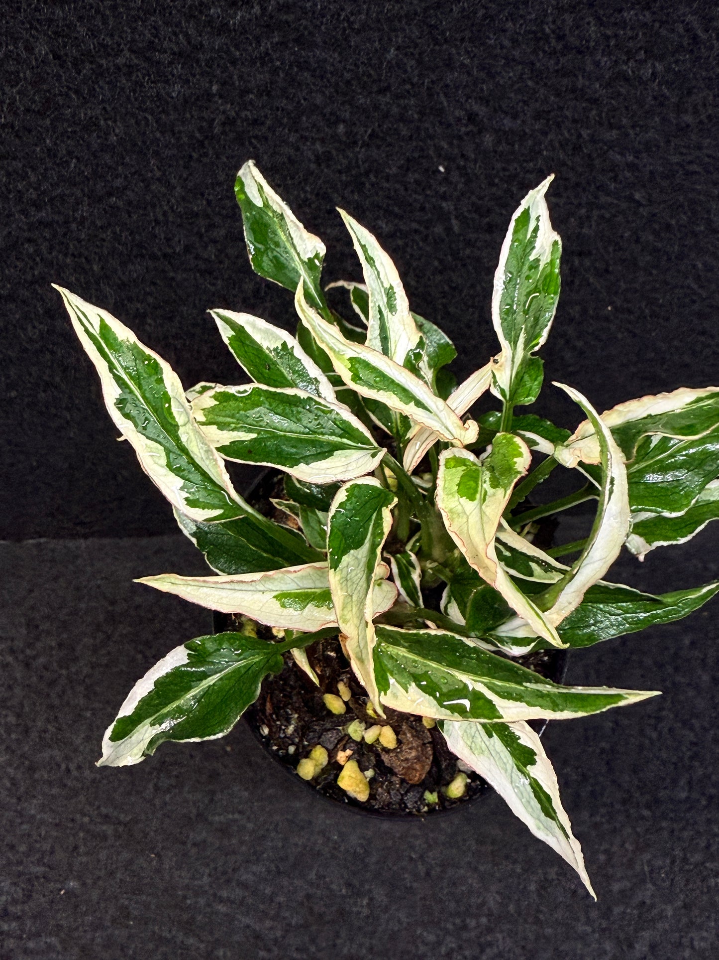 Syngonium 'Ngern Lai Ma' - Best Pick of the Crop!