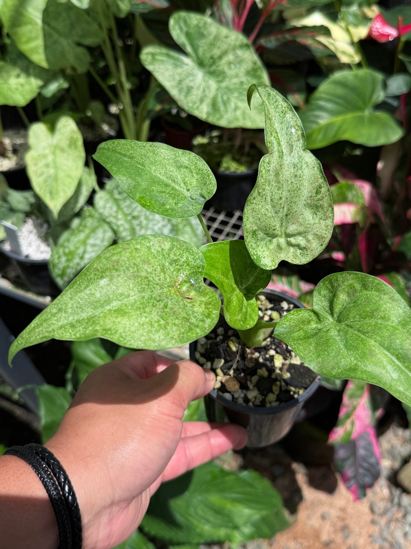 Alocasia Cucullata Mint Variegated (New Release) W14