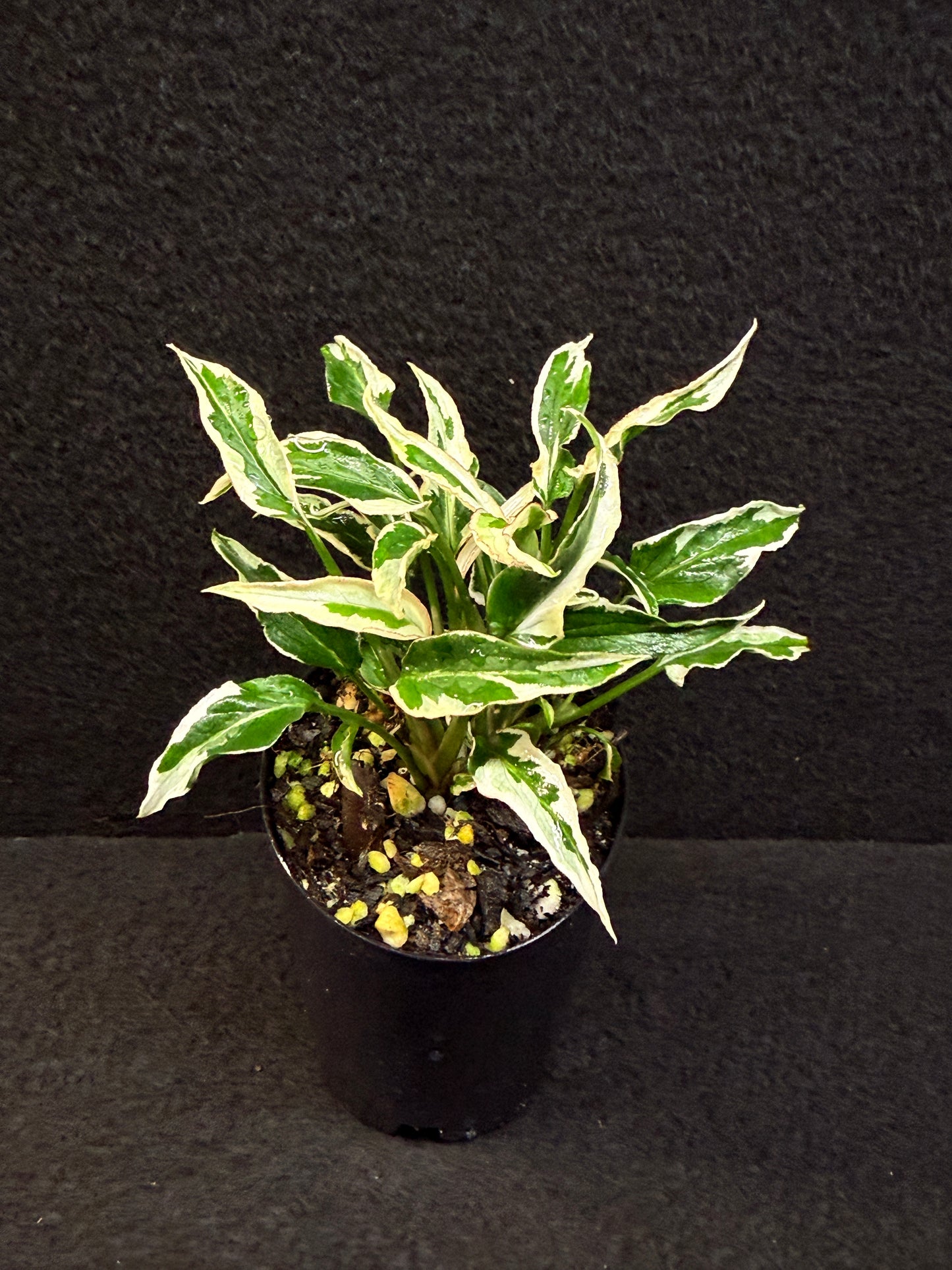 Syngonium 'Ngern Lai Ma' - Best Pick of the Crop!