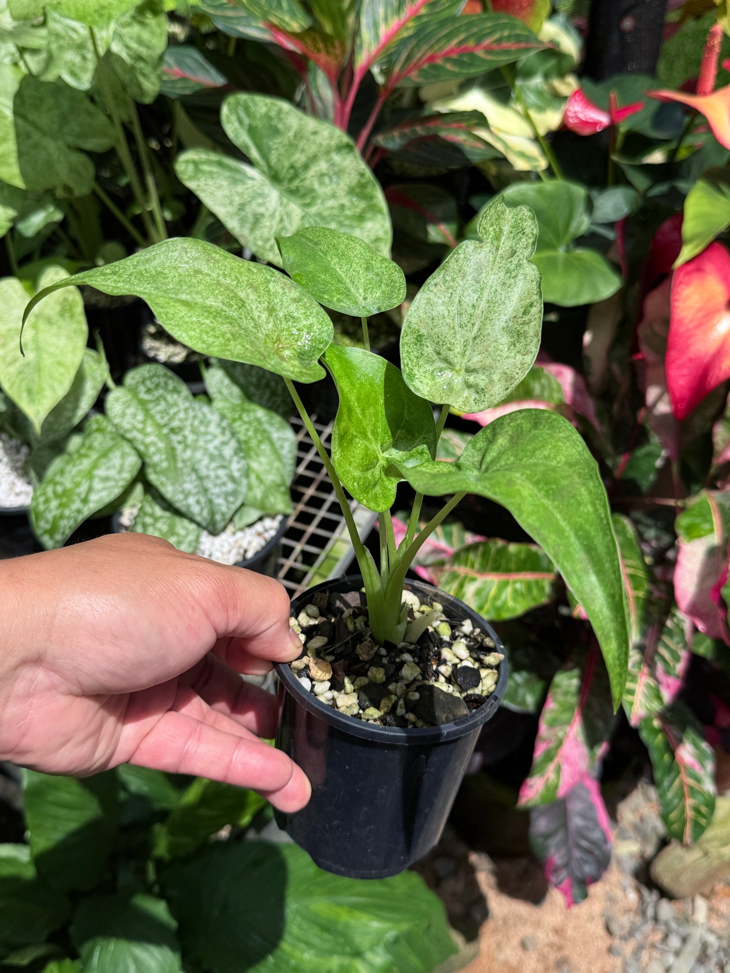 Alocasia Cucullata Mint Variegated (New Release) W14