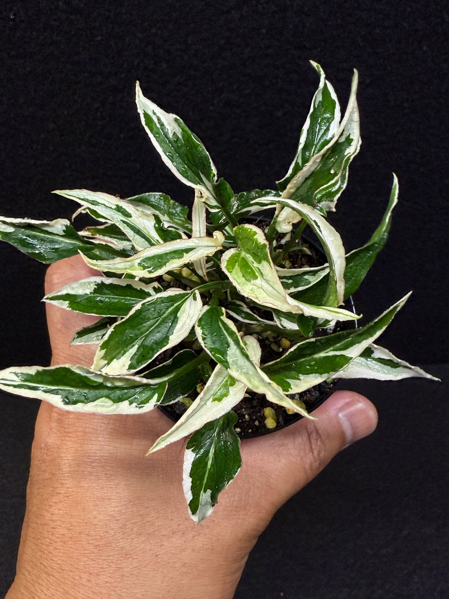 Syngonium 'Ngern Lai Ma' - Best Pick of the Crop!