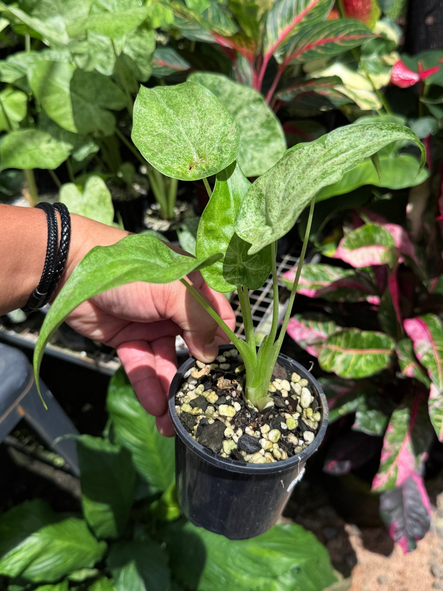 Alocasia Cucullata Mint Variegated (New Release) W14