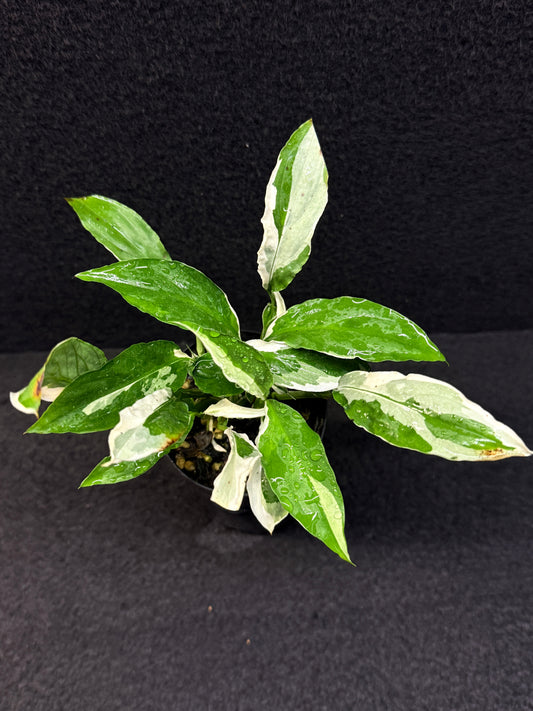 Spathiphyllum Monet Miniature Lily - Rarely Offered E34