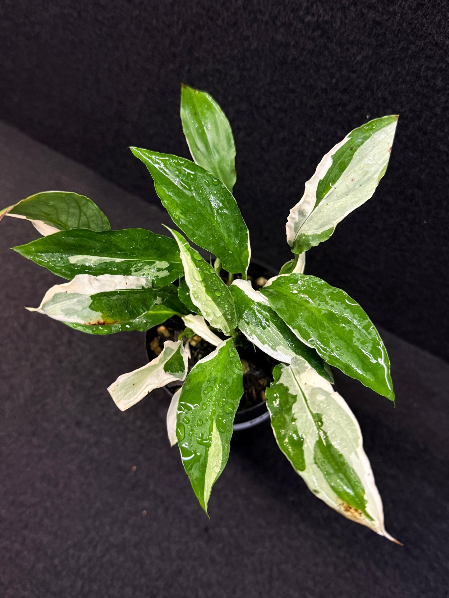 Spathiphyllum Monet Miniature Lily - Rarely Offered E34
