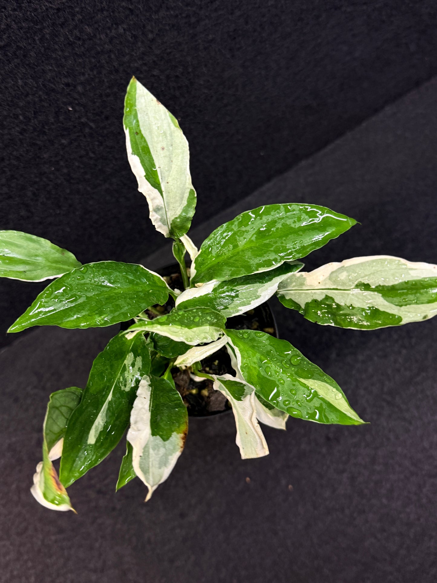 Spathiphyllum Monet Miniature Lily - Rarely Offered E34