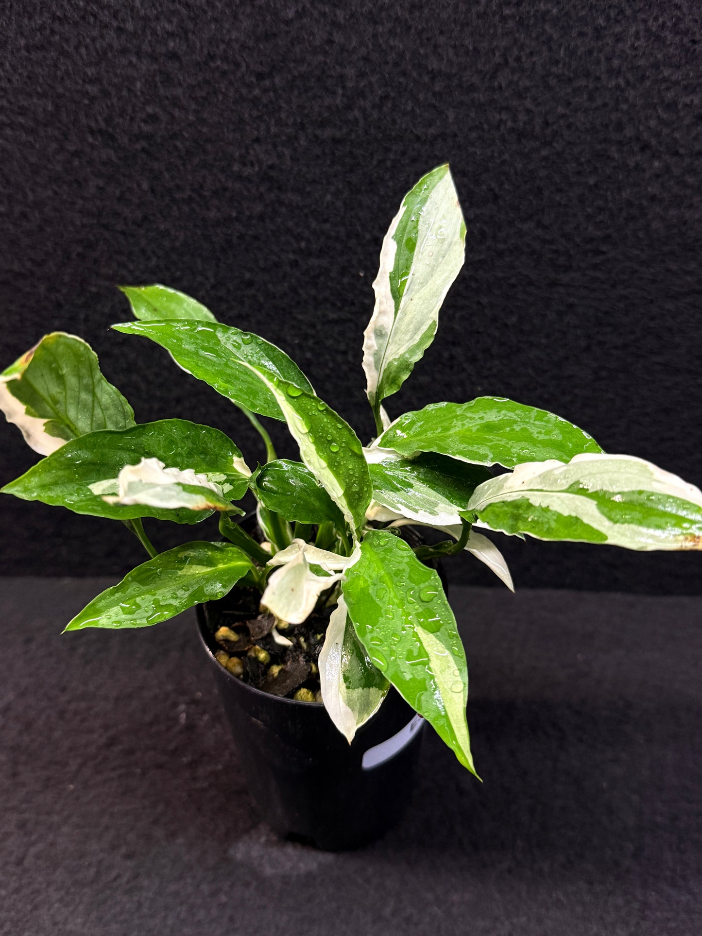 Spathiphyllum Monet Miniature Lily - Rarely Offered E34