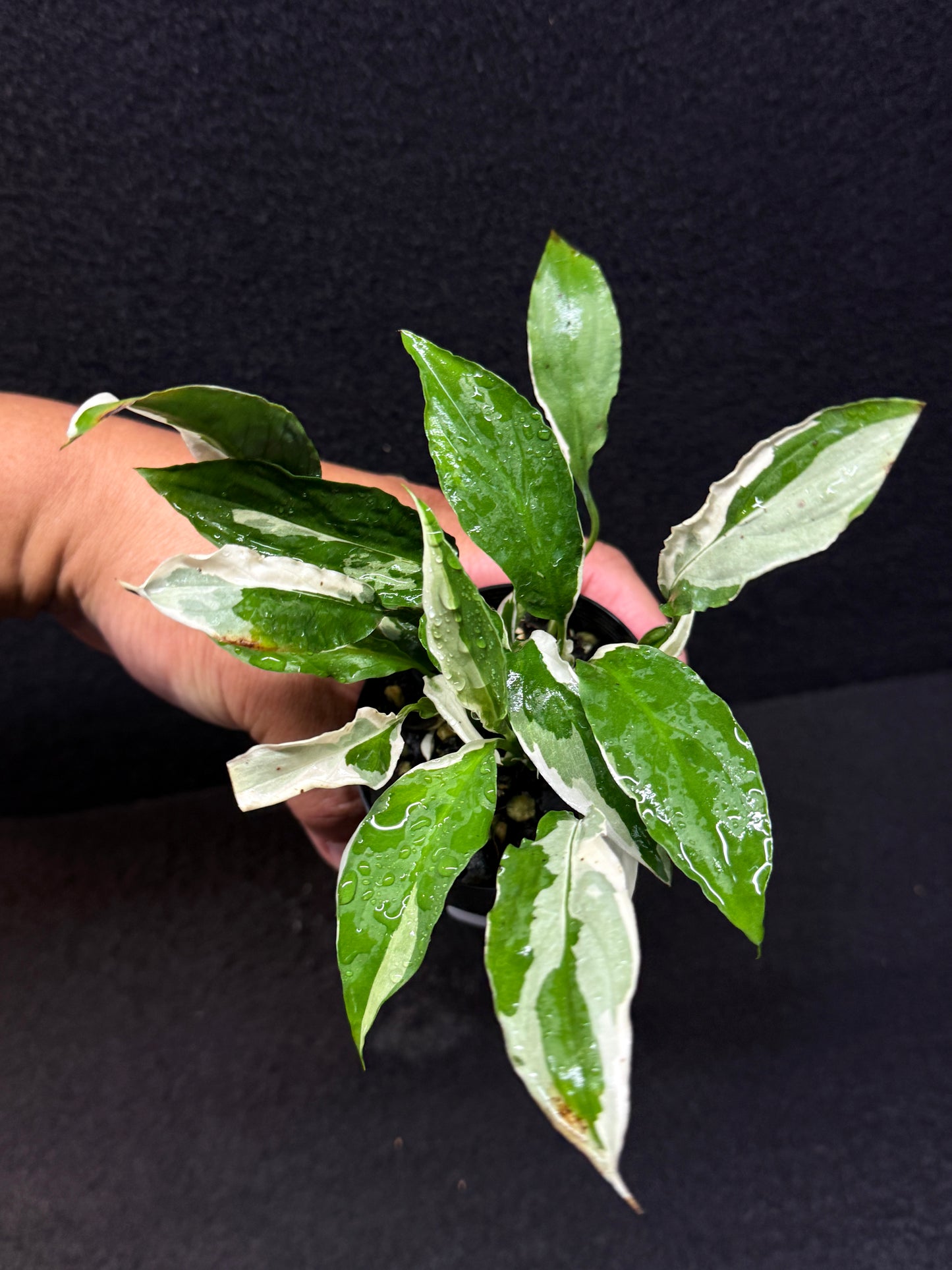 Spathiphyllum Monet Miniature Lily - Rarely Offered E34