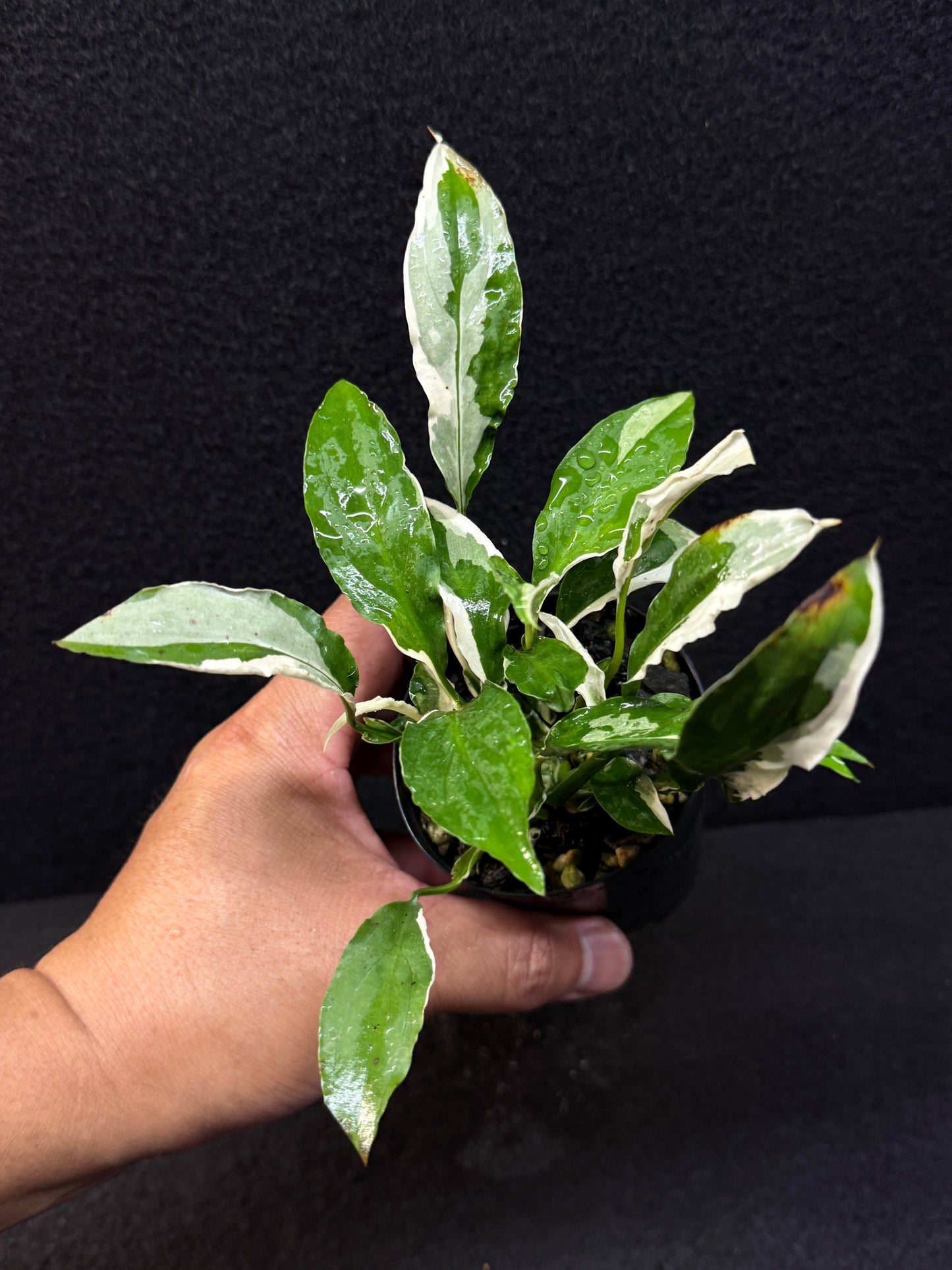 Spathiphyllum Monet Miniature Lily - Rarely Offered E34