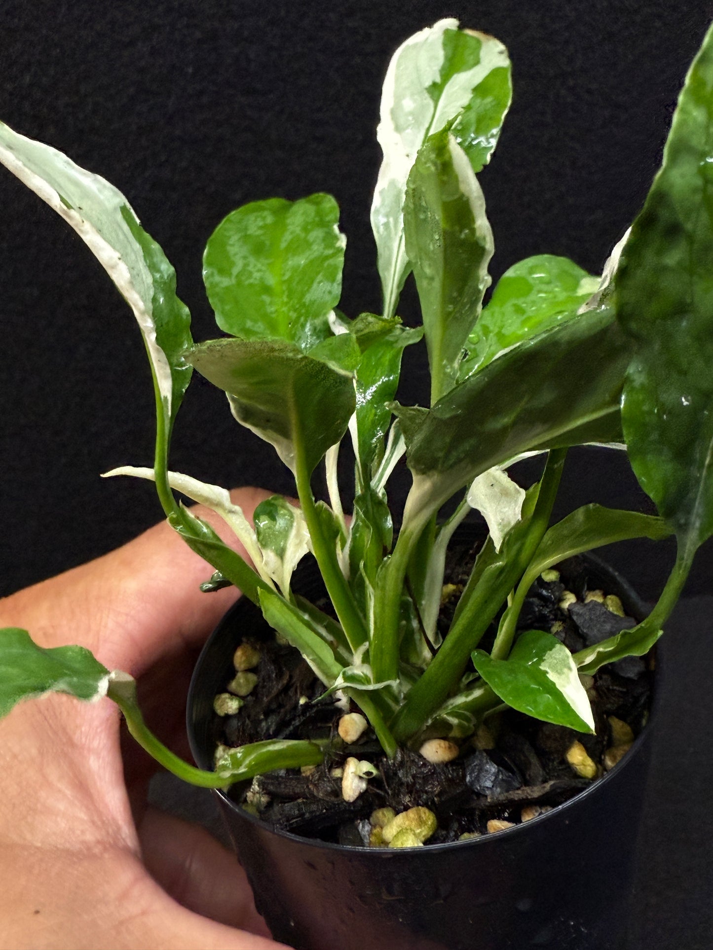 Spathiphyllum Monet Miniature Lily - Rarely Offered E34