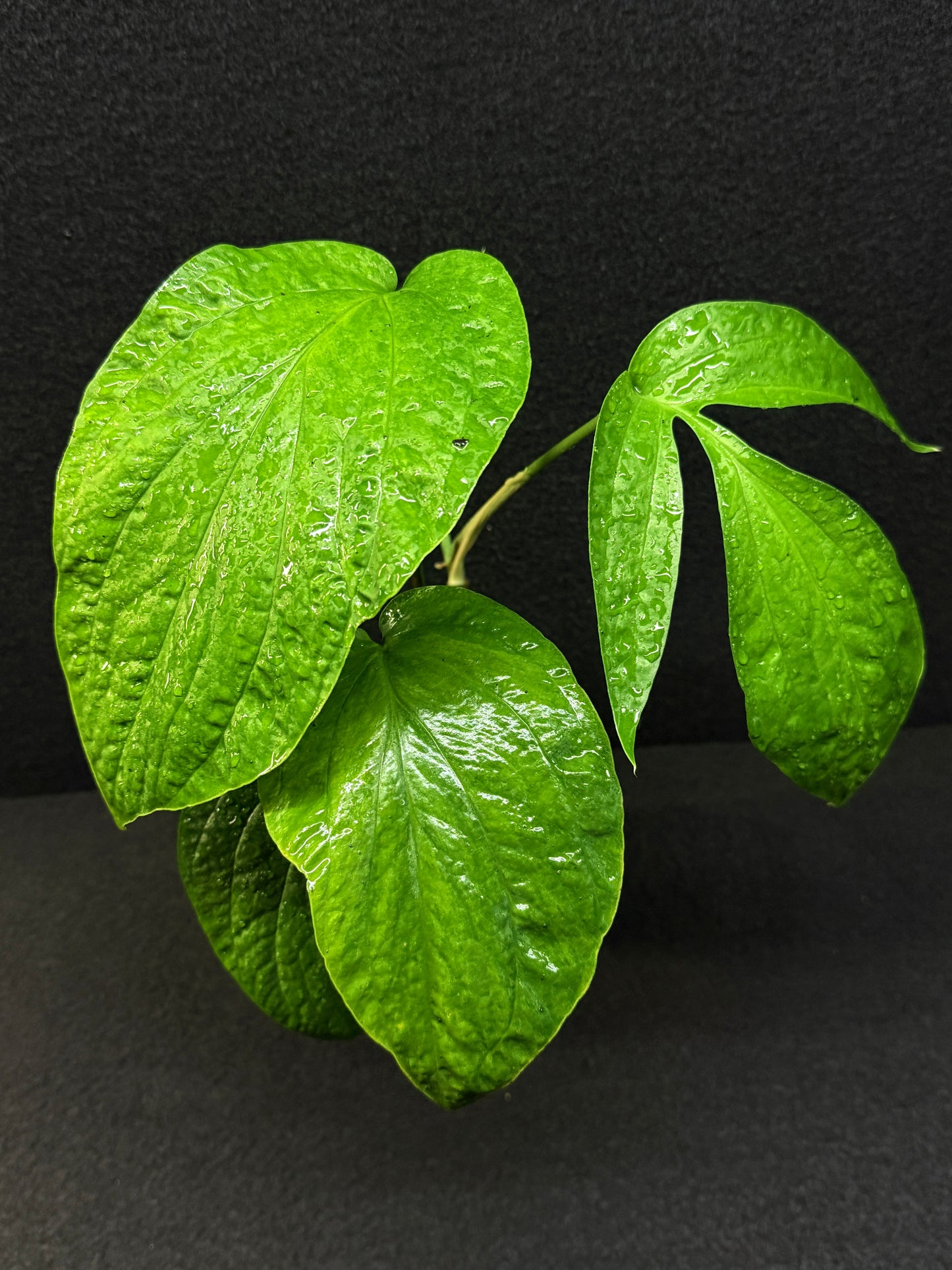 Amydrium medium ‘Albo Variegata’ - Low Var. E36