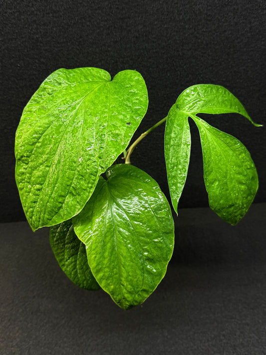 Amydrium medium ‘Albo Variegata’ - Low Var. E36