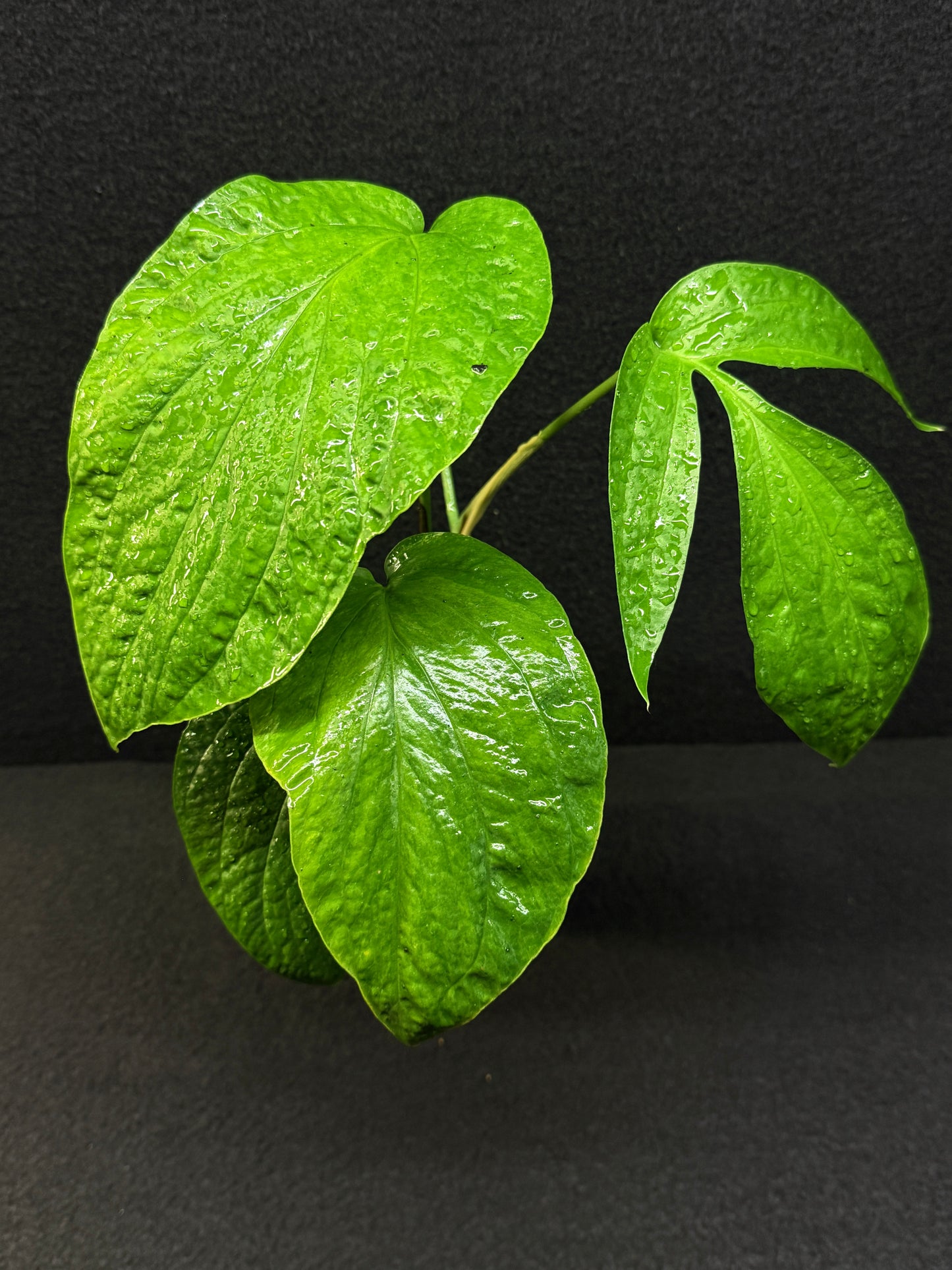 Amydrium medium ‘Albo Variegata’ - Low Var. E36