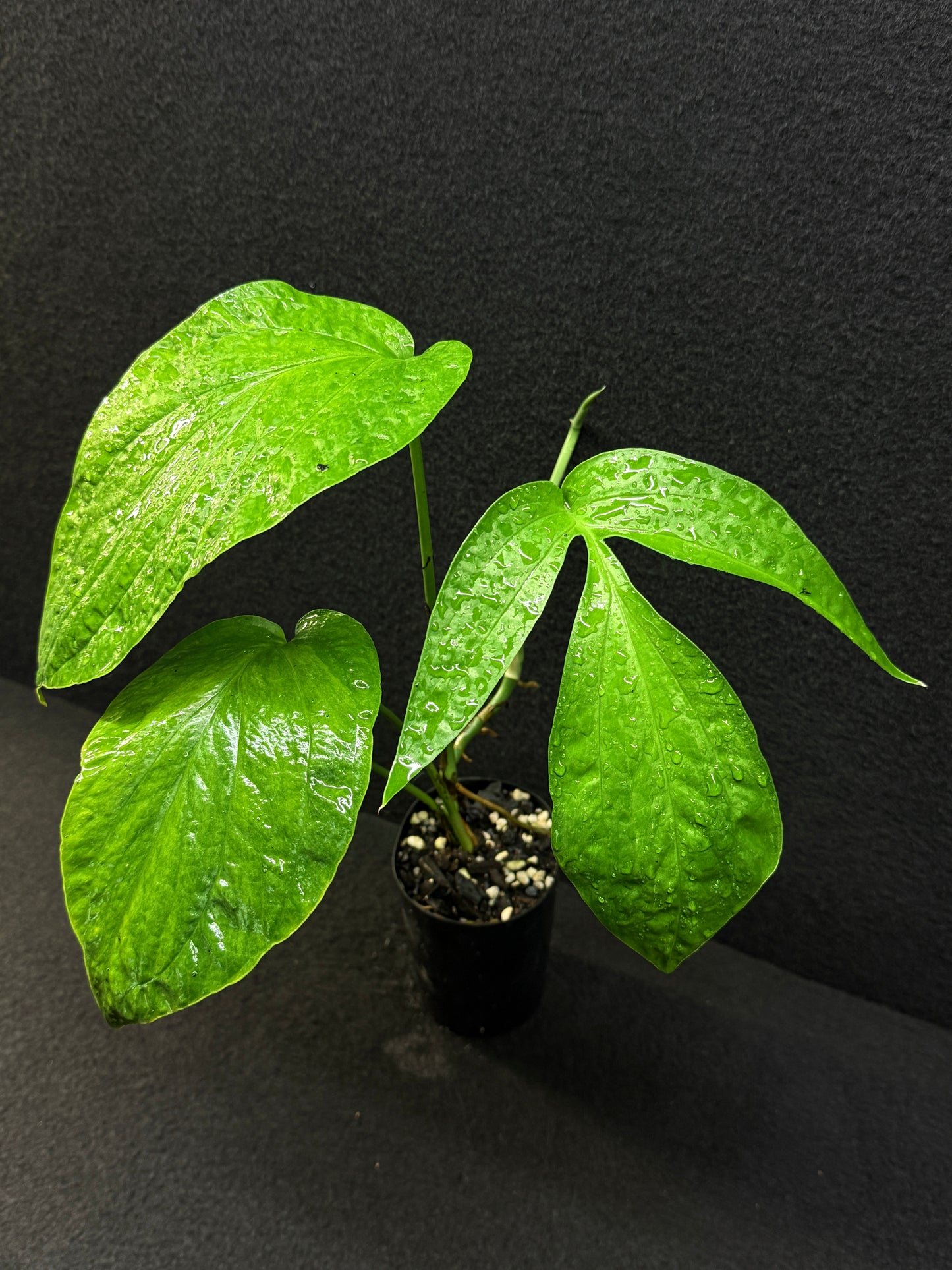 Amydrium medium ‘Albo Variegata’ - Low Var. E36