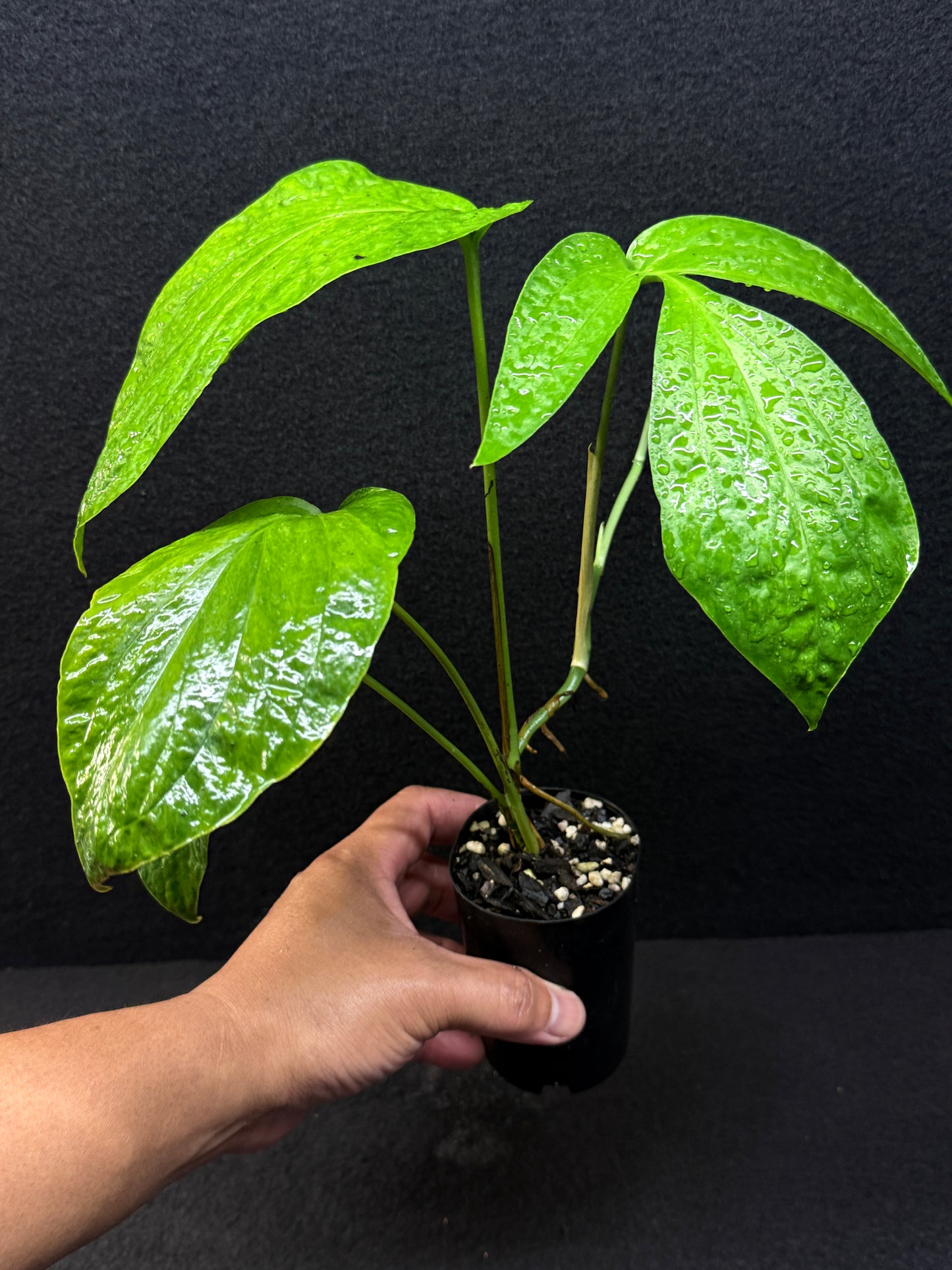 Amydrium medium ‘Albo Variegata’ - Low Var. E36