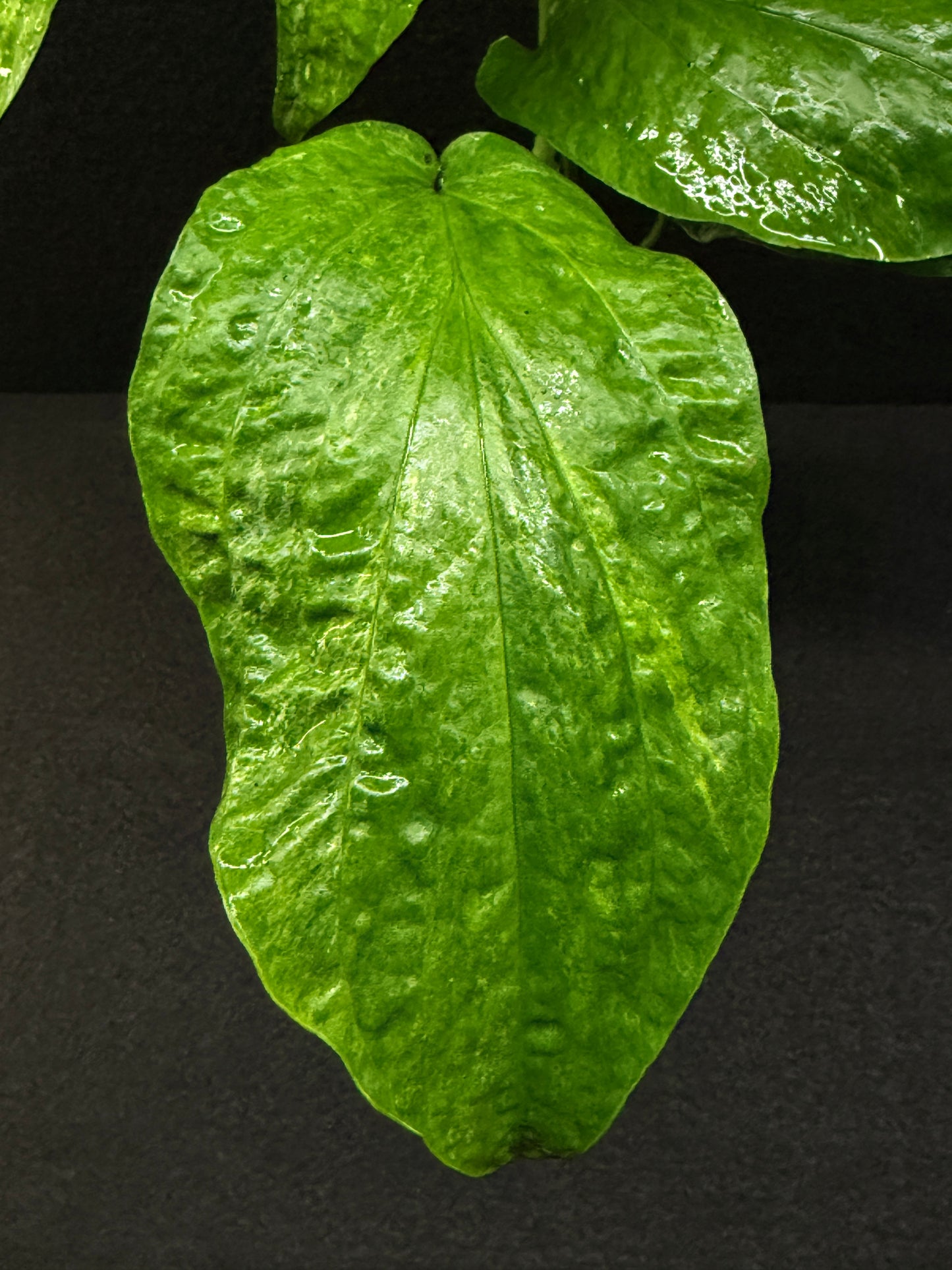 Amydrium medium ‘Albo Variegata’ - Low Var. E37