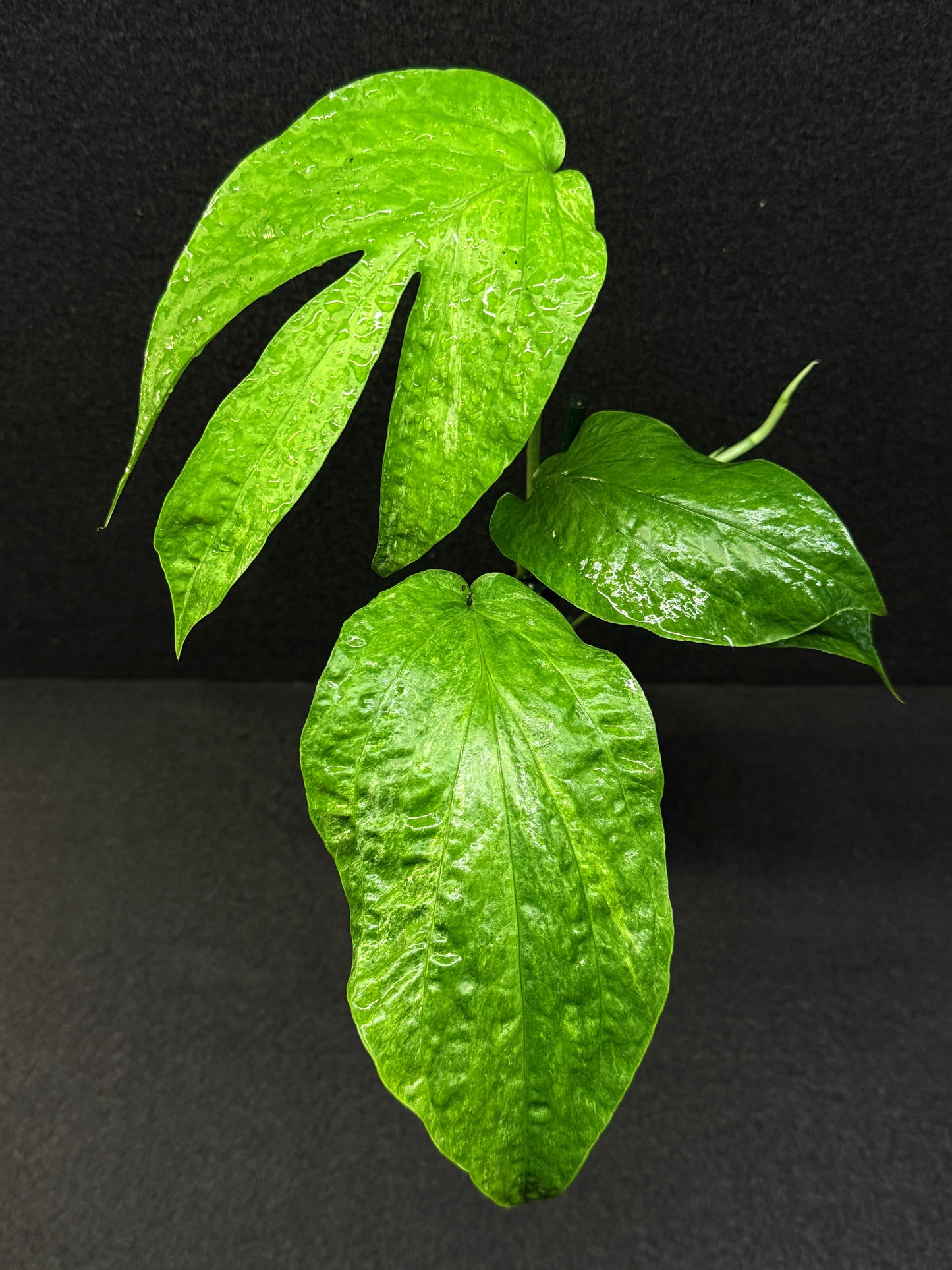 Amydrium medium ‘Albo Variegata’ - Low Var. E37