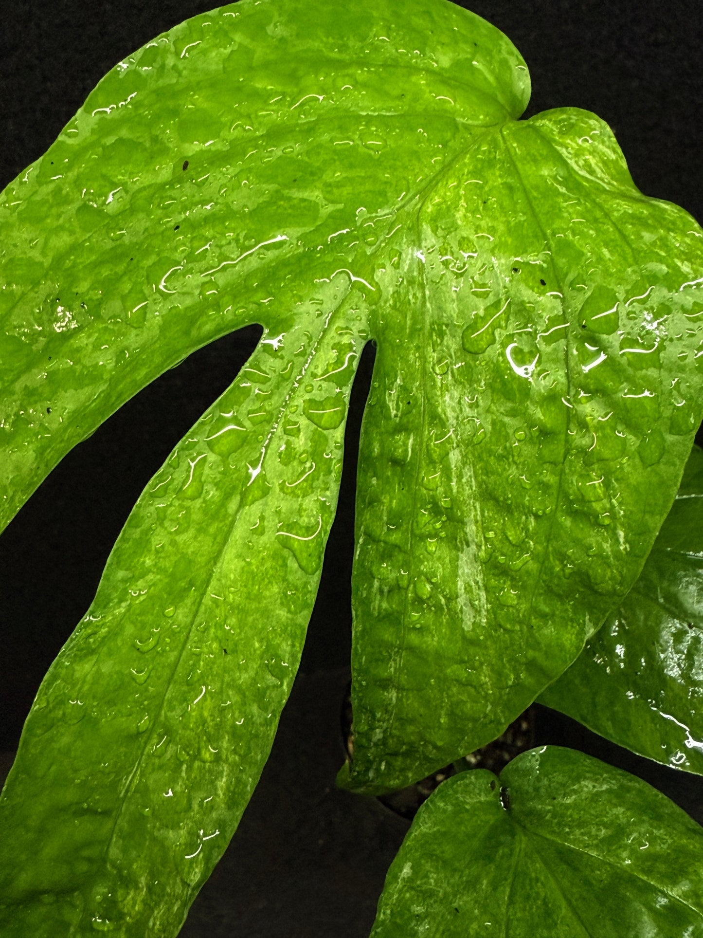 Amydrium medium ‘Albo Variegata’ - Low Var. E37