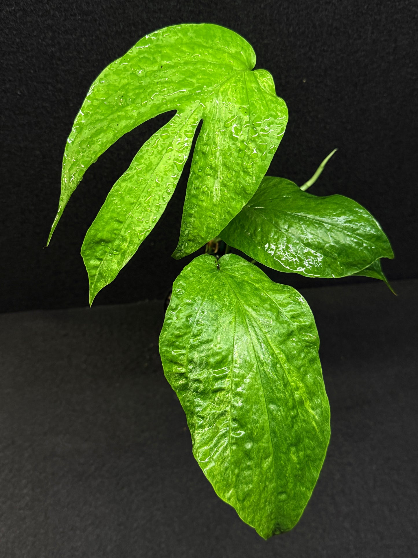 Amydrium medium ‘Albo Variegata’ - Low Var. E37