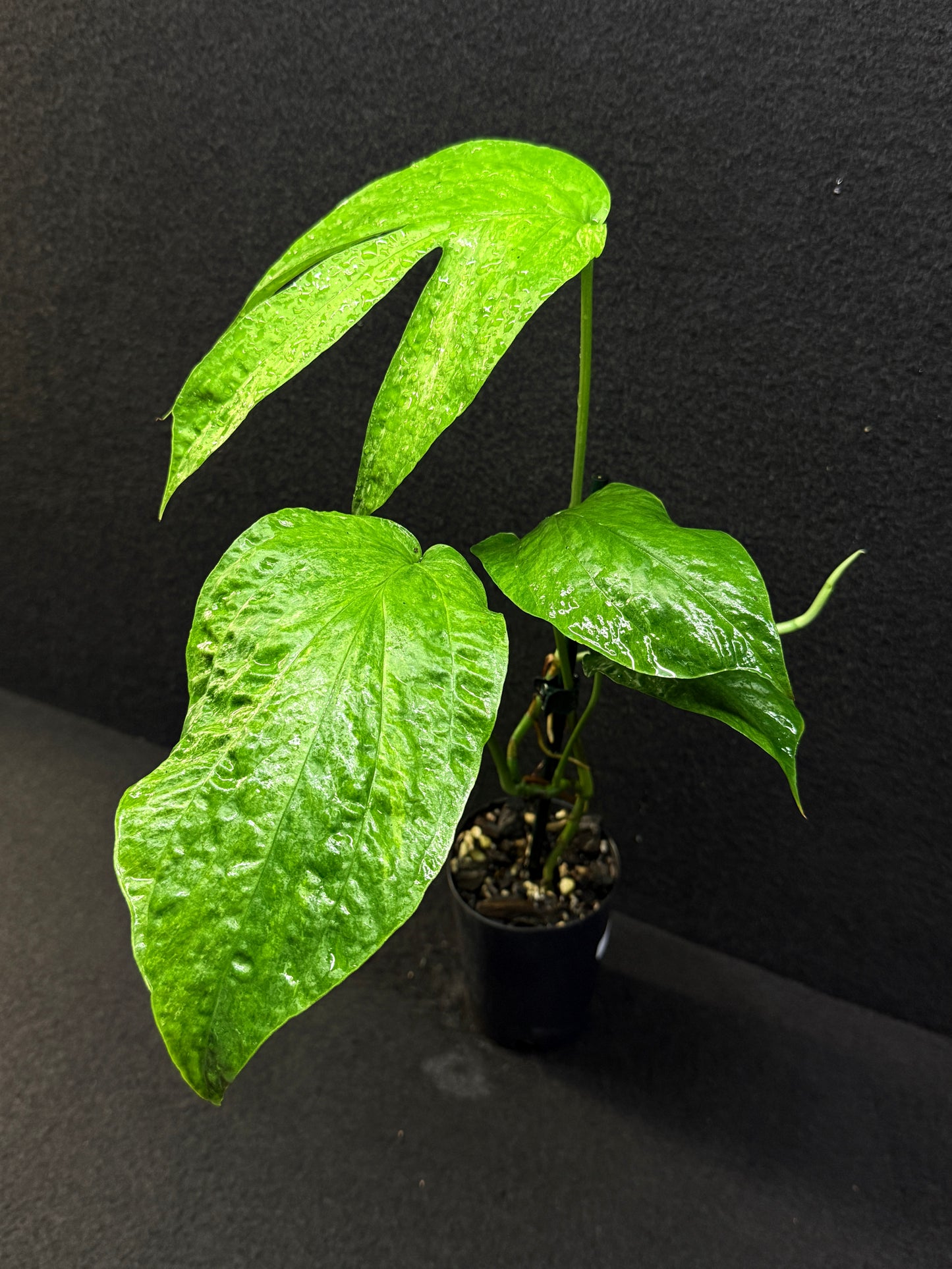 Amydrium medium ‘Albo Variegata’ - Low Var. E37