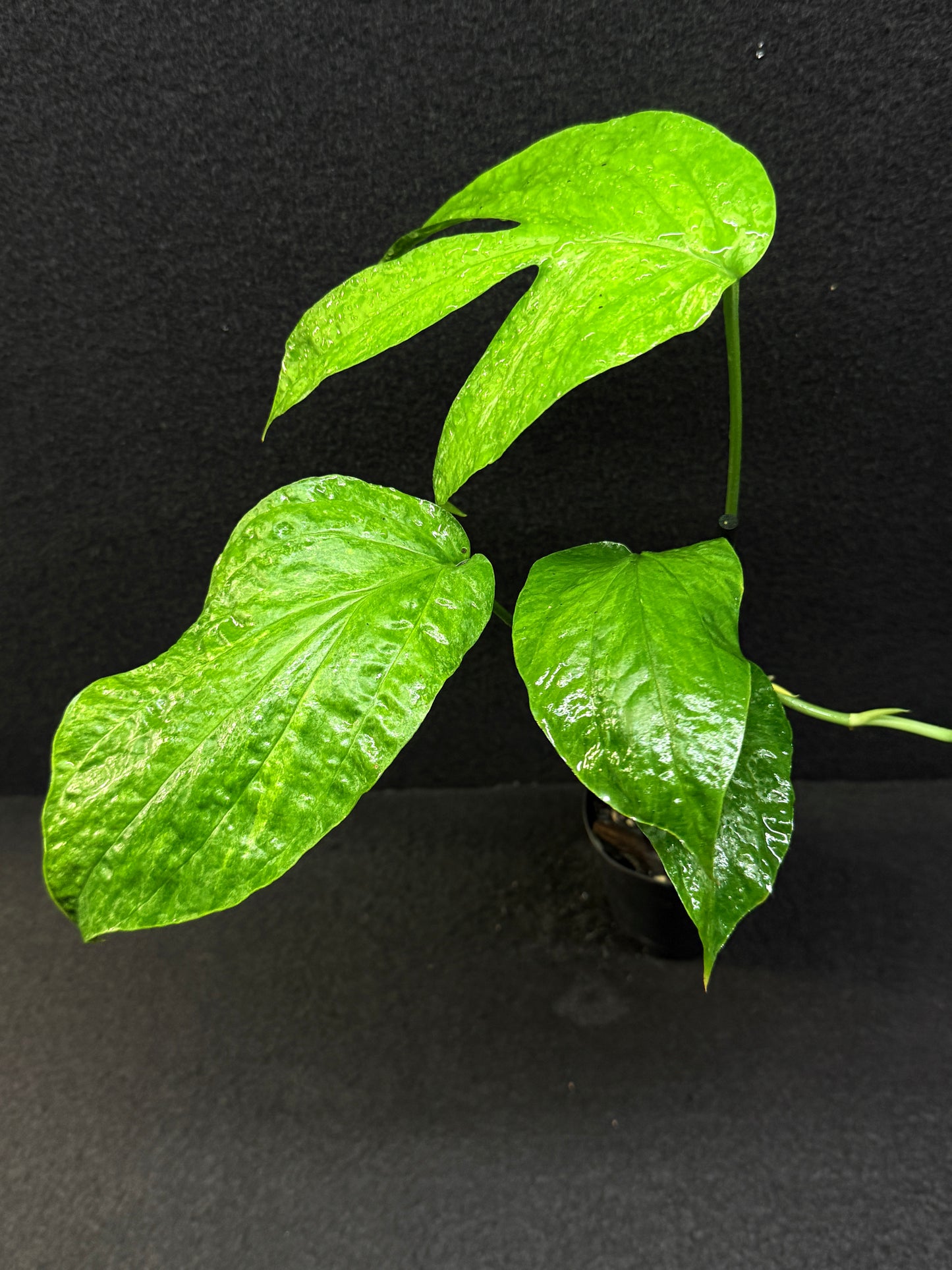 Amydrium medium ‘Albo Variegata’ - Low Var. E37