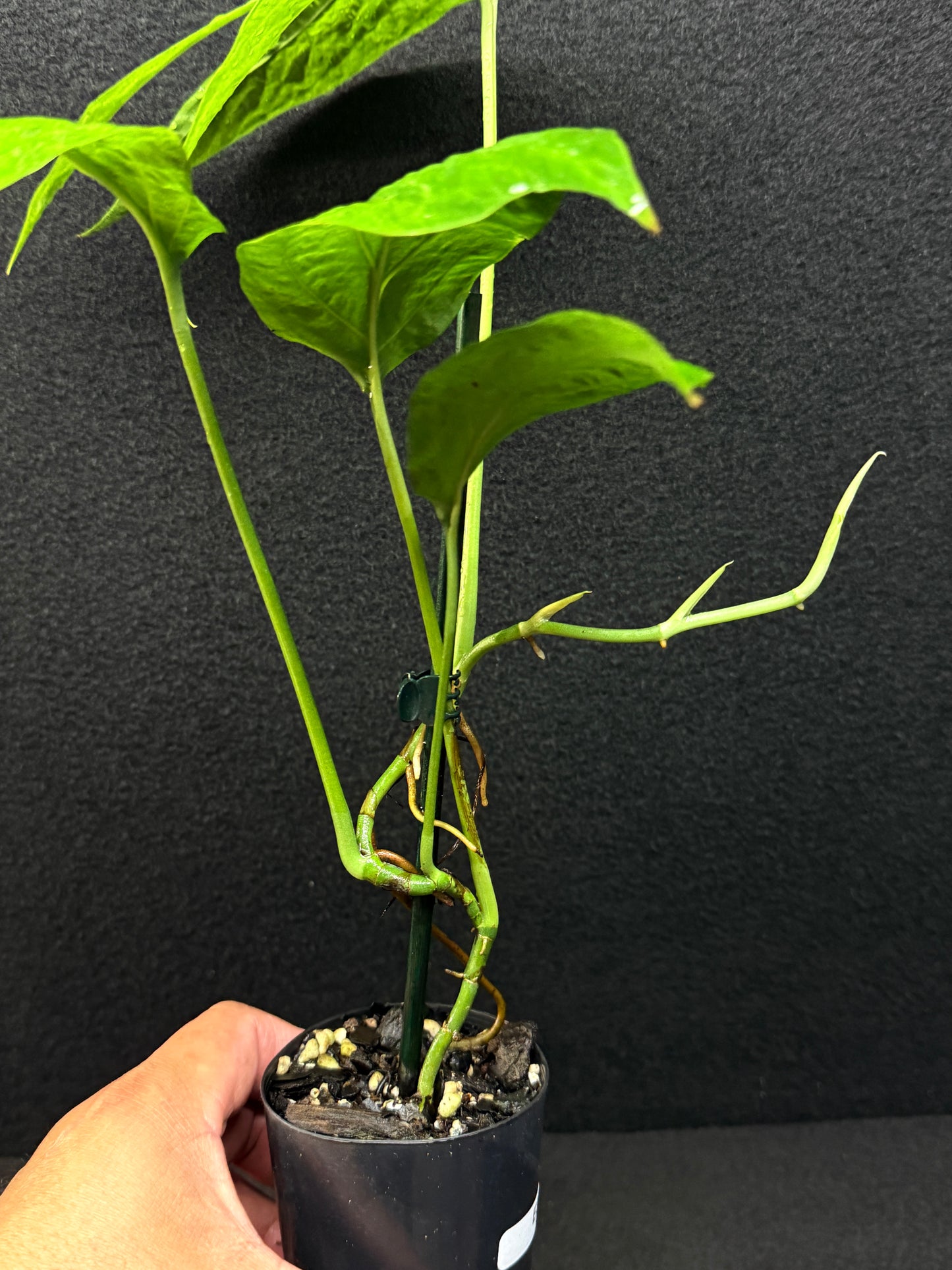 Amydrium medium ‘Albo Variegata’ - Low Var. E37