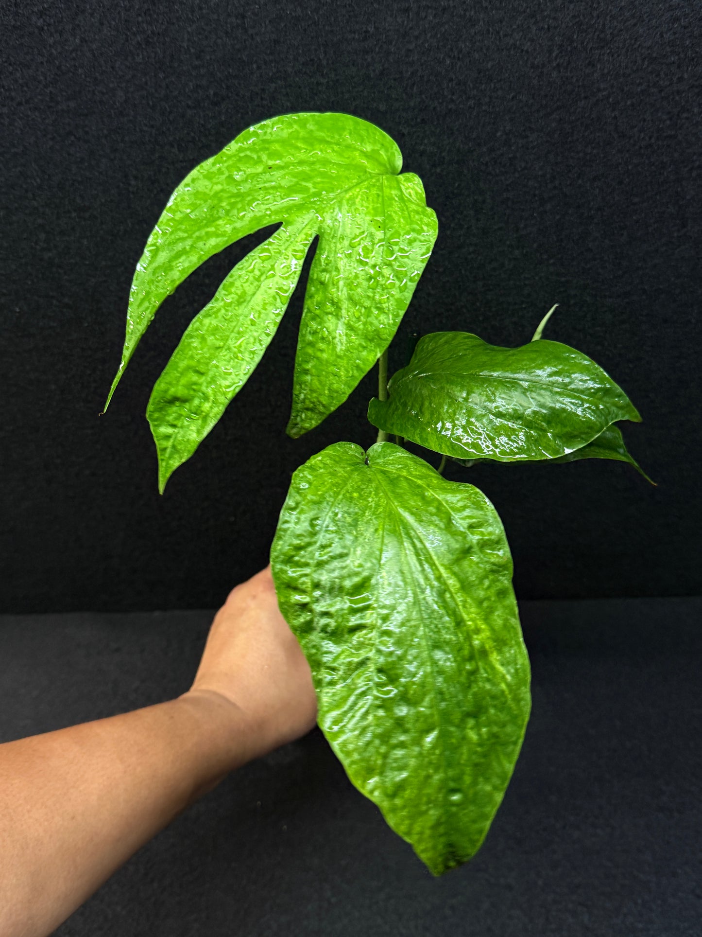 Amydrium medium ‘Albo Variegata’ - Low Var. E37