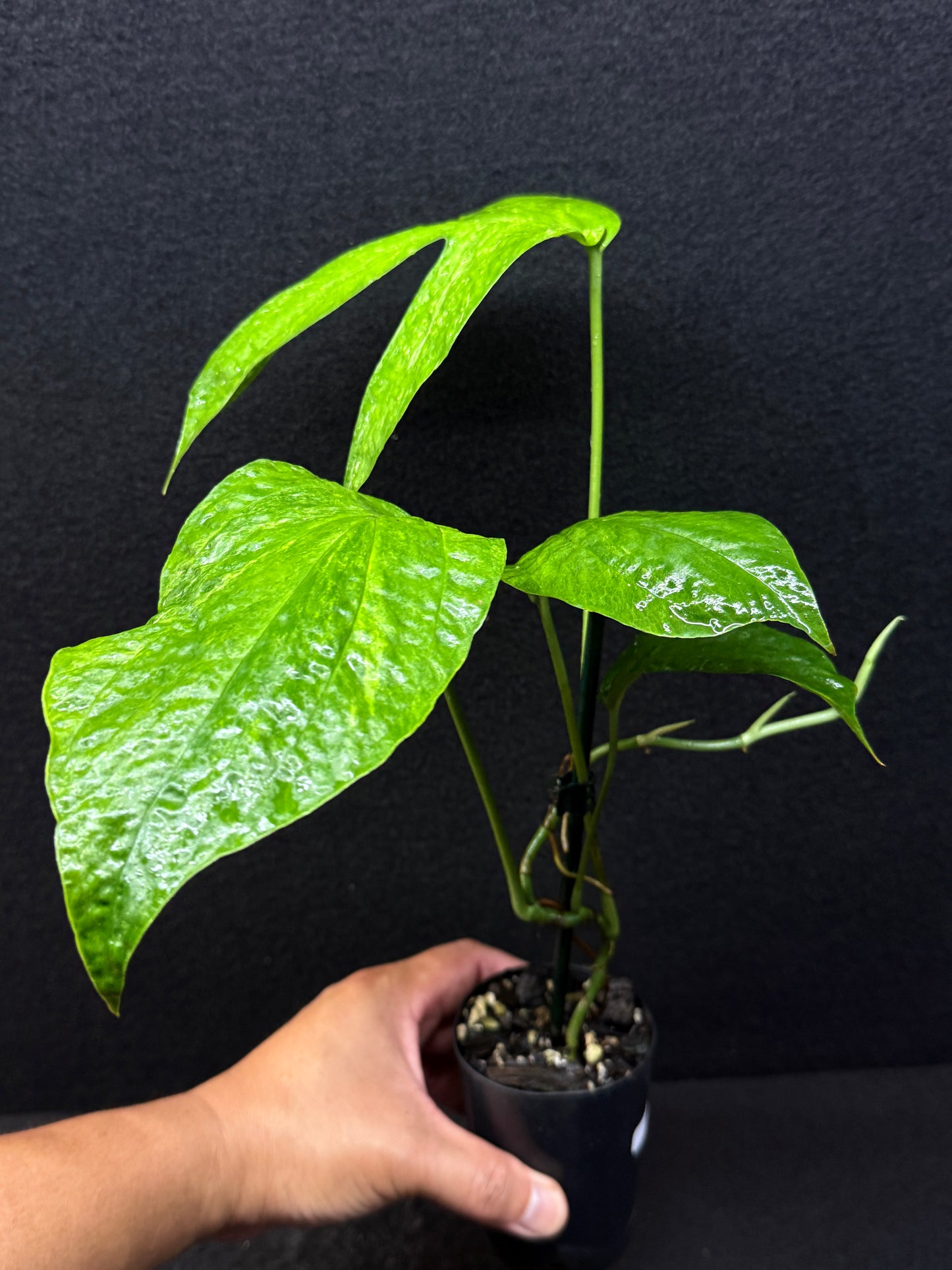 Amydrium medium ‘Albo Variegata’ - Low Var. E37