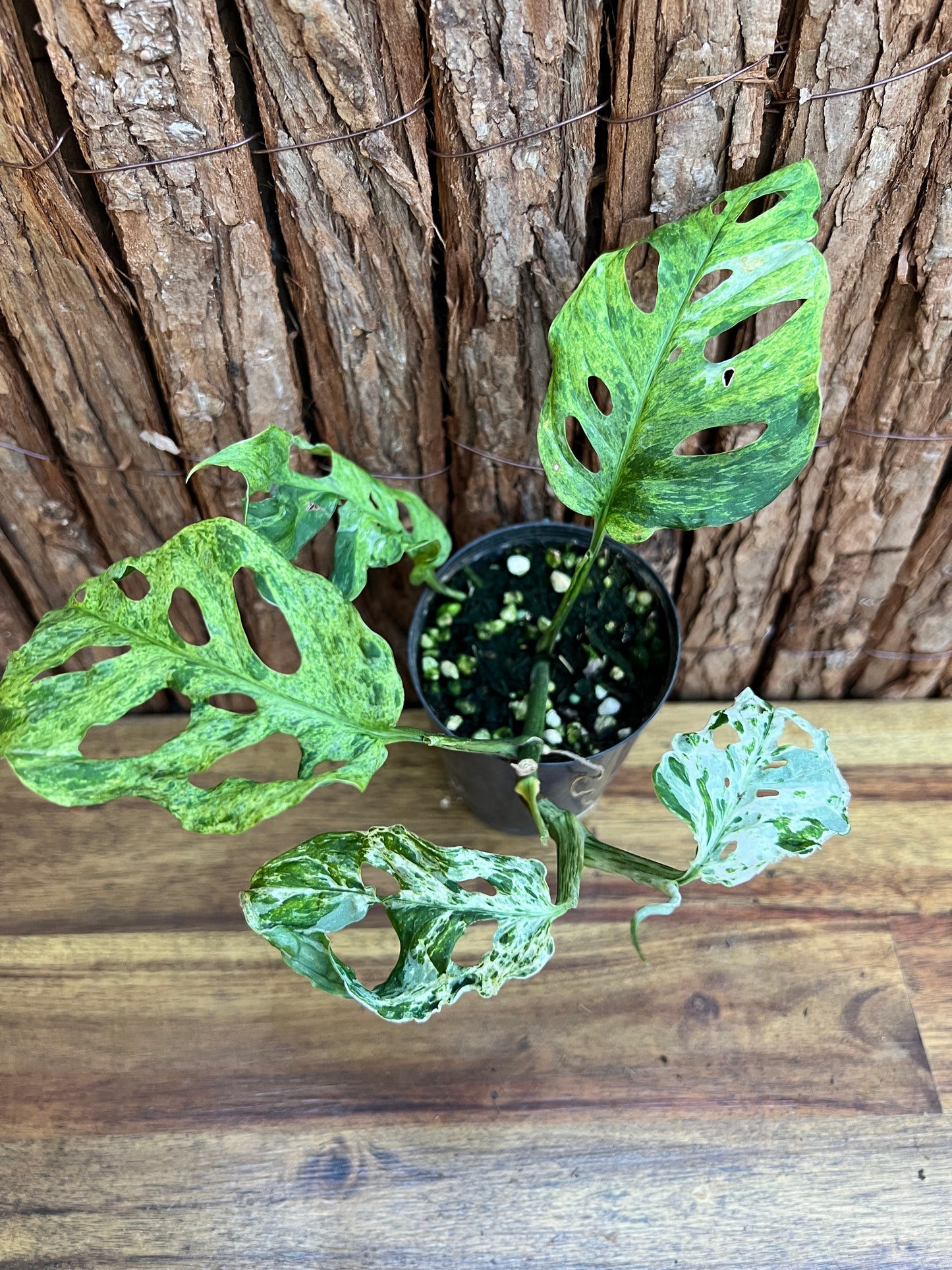 Monstera Adansonii Mottled Mint Variegated C10