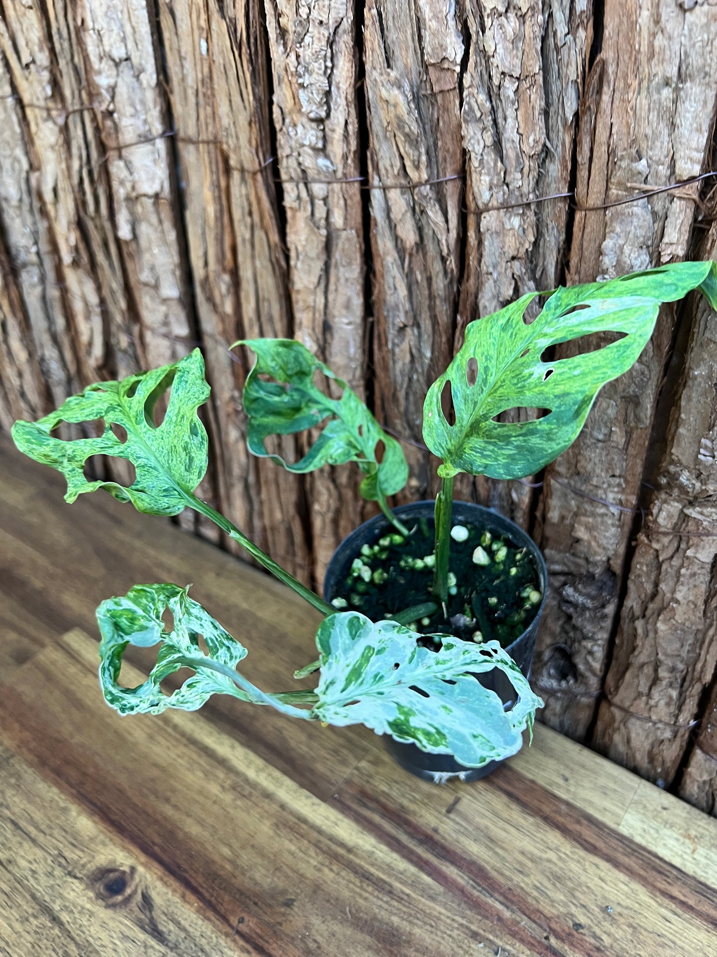 Monstera Adansonii Mottled Mint Variegated C10