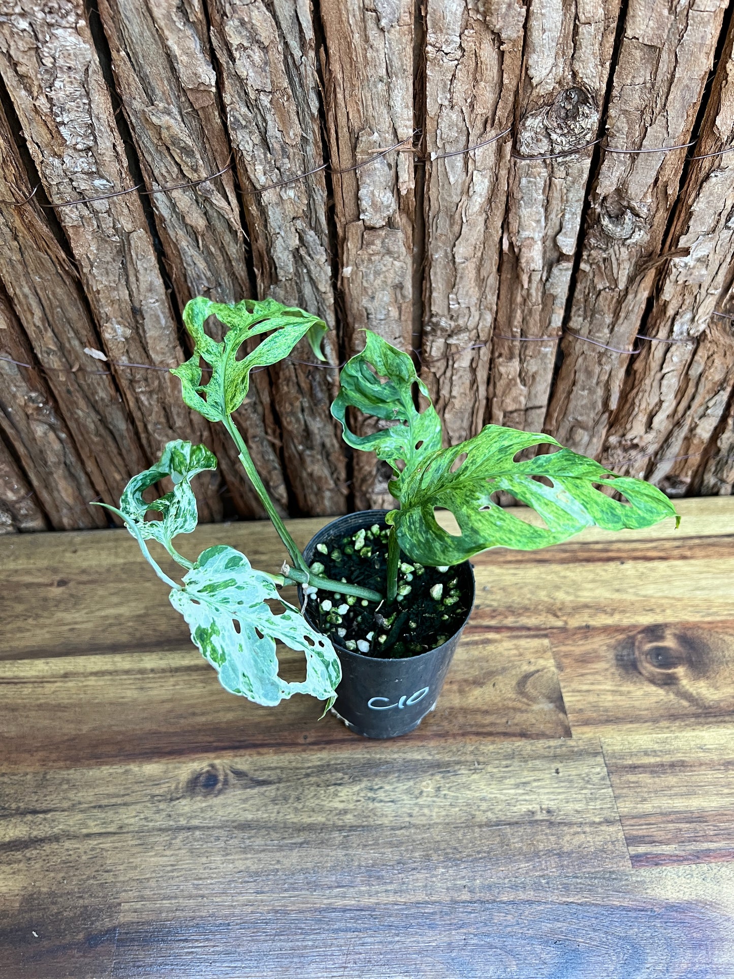 Monstera Adansonii Mottled Mint Variegated C10