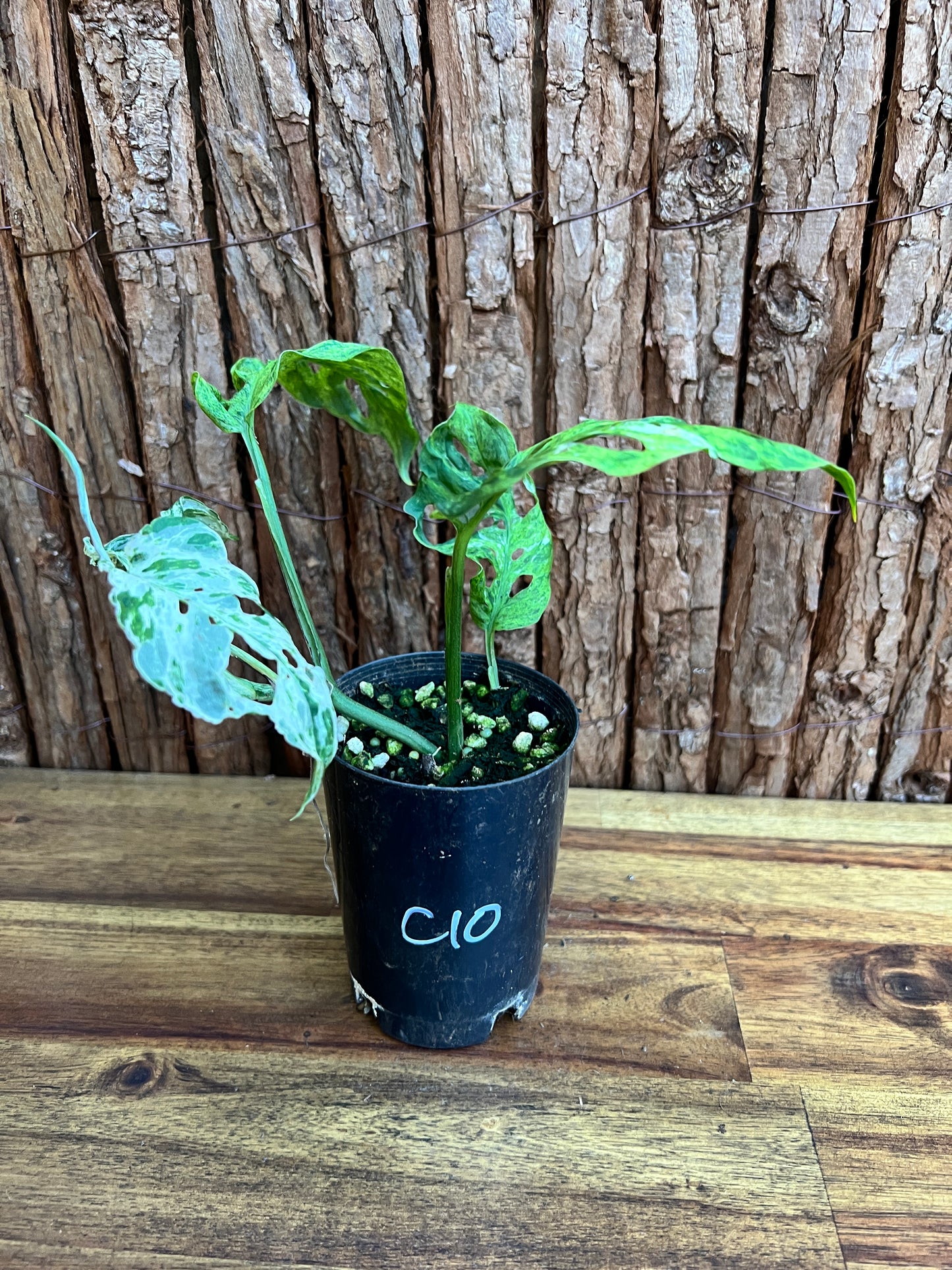 Monstera Adansonii Mottled Mint Variegated C10