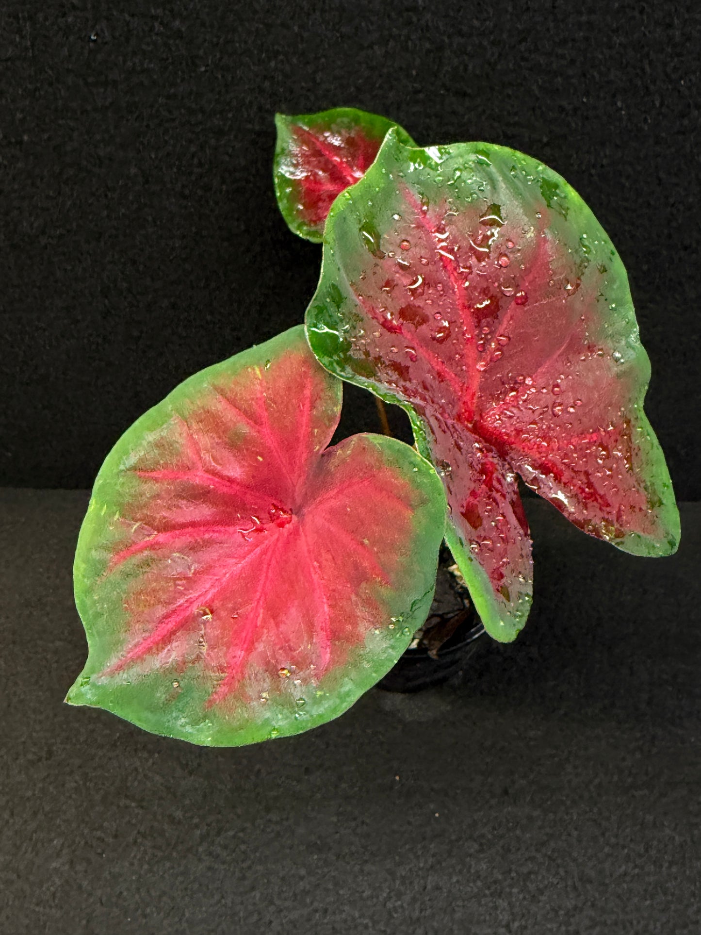 Caladium Hybrid E39